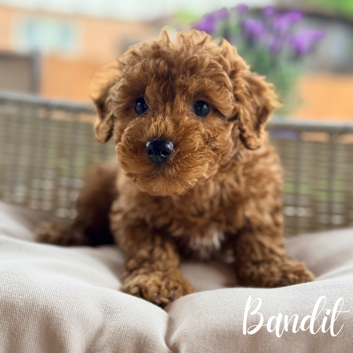 Bandit – Poodle - Miniature  puppy for sale in Addison, IL