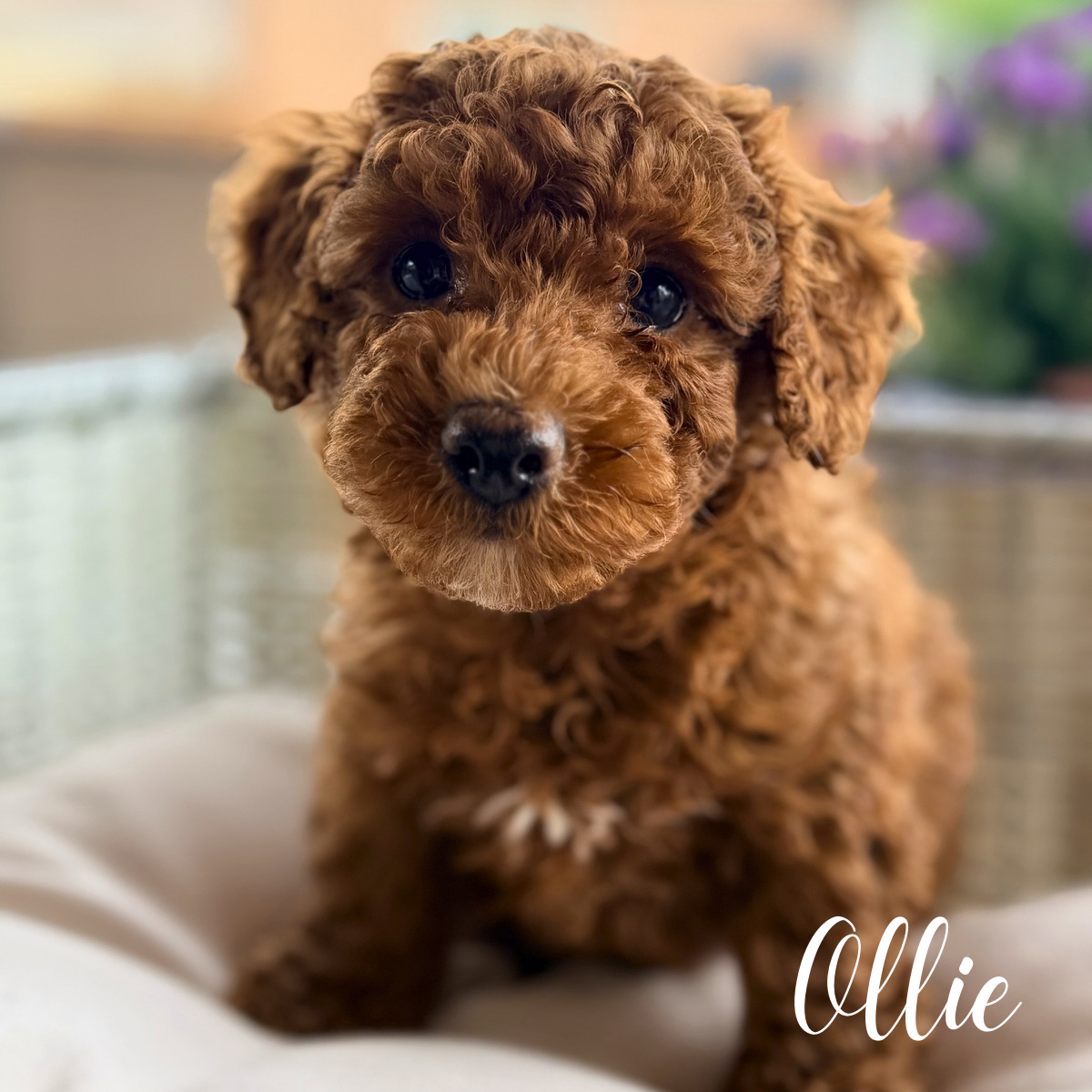 Ollie – Poodle - Miniature  puppy for sale in Addison, IL