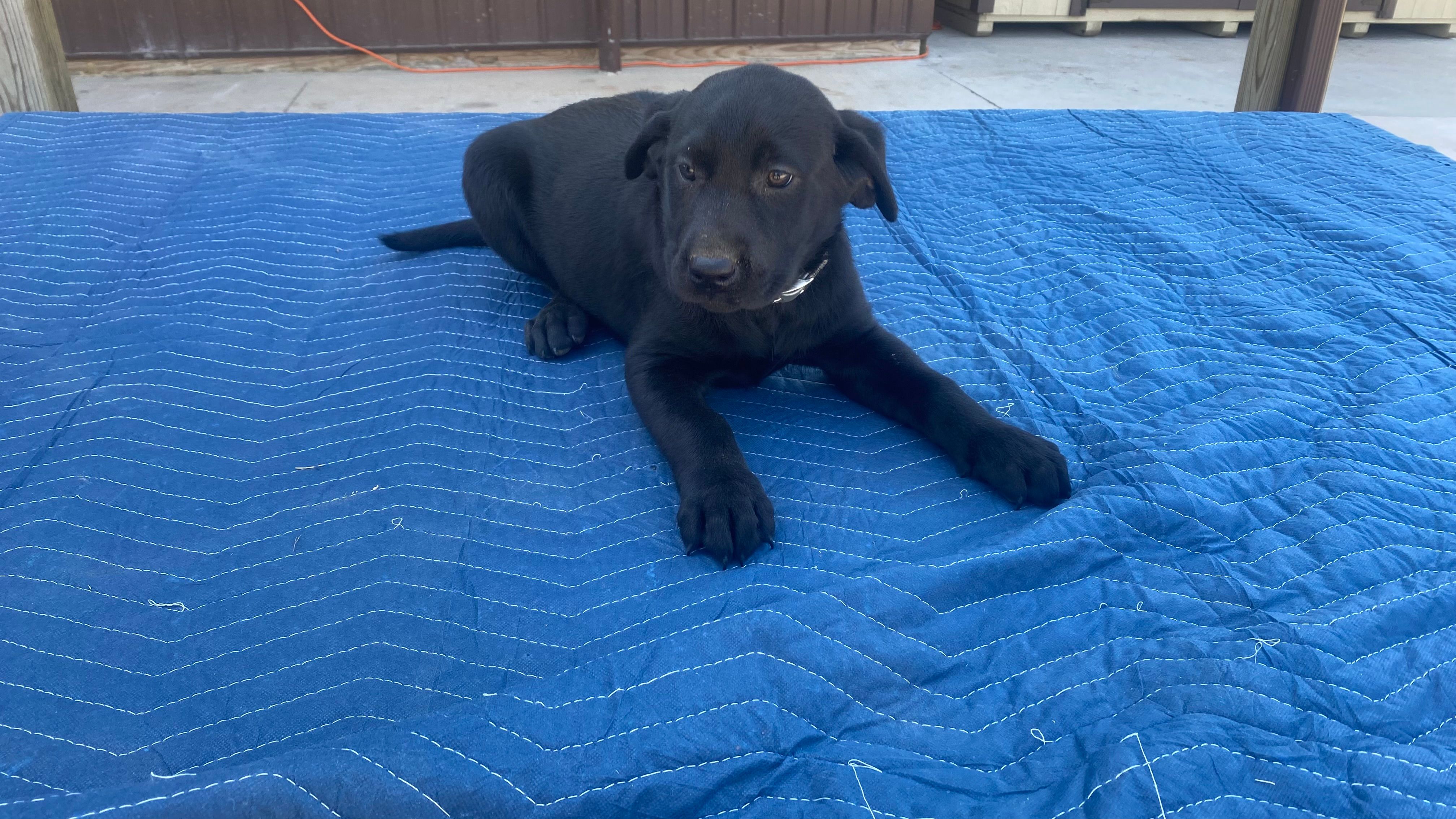 Dk Grey – Labrador Retriever puppy for sale in Sheridan, MI