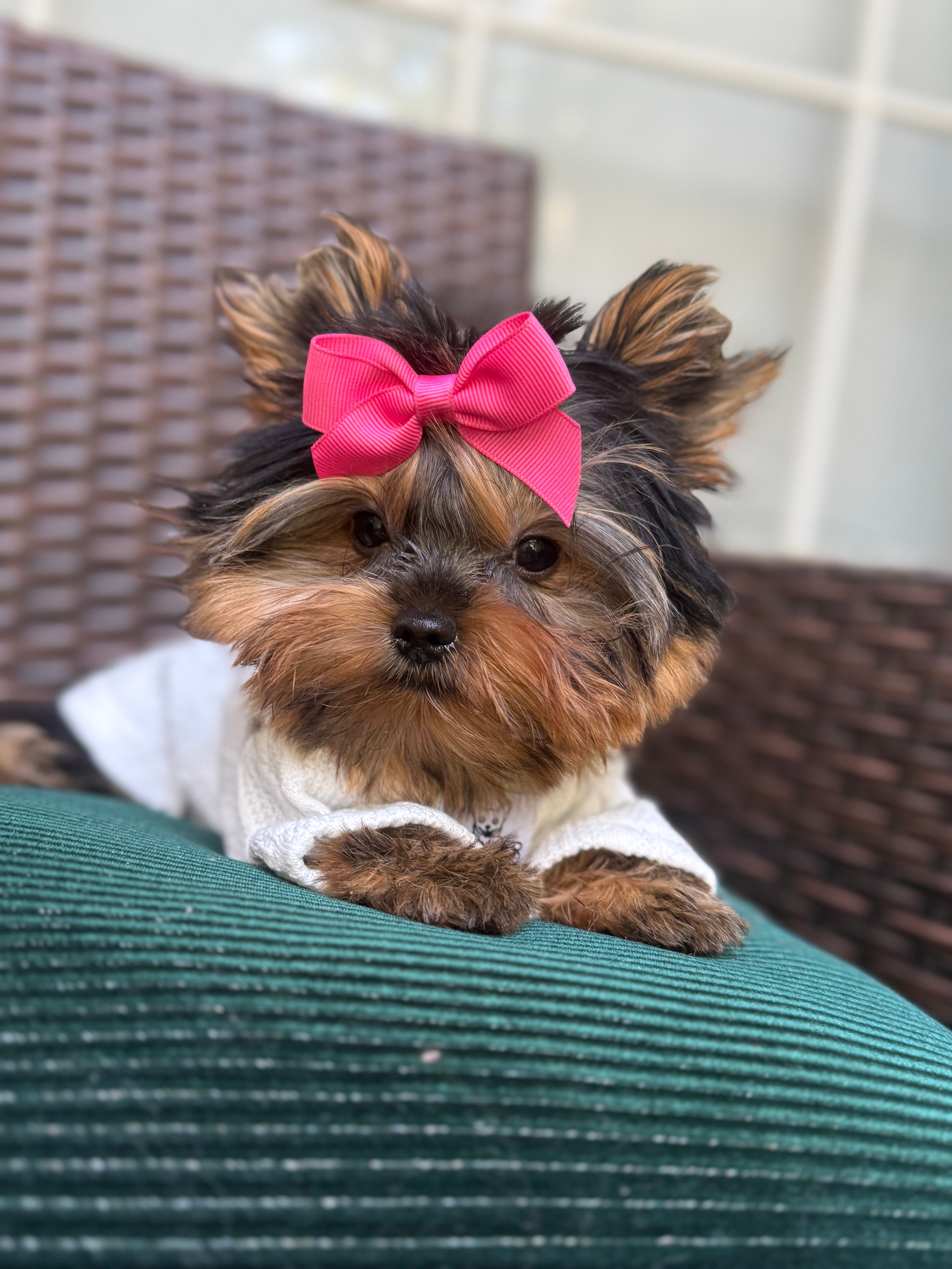 Tinkle – Yorkshire Terrier puppy for sale in Fort Lauderdale, FL