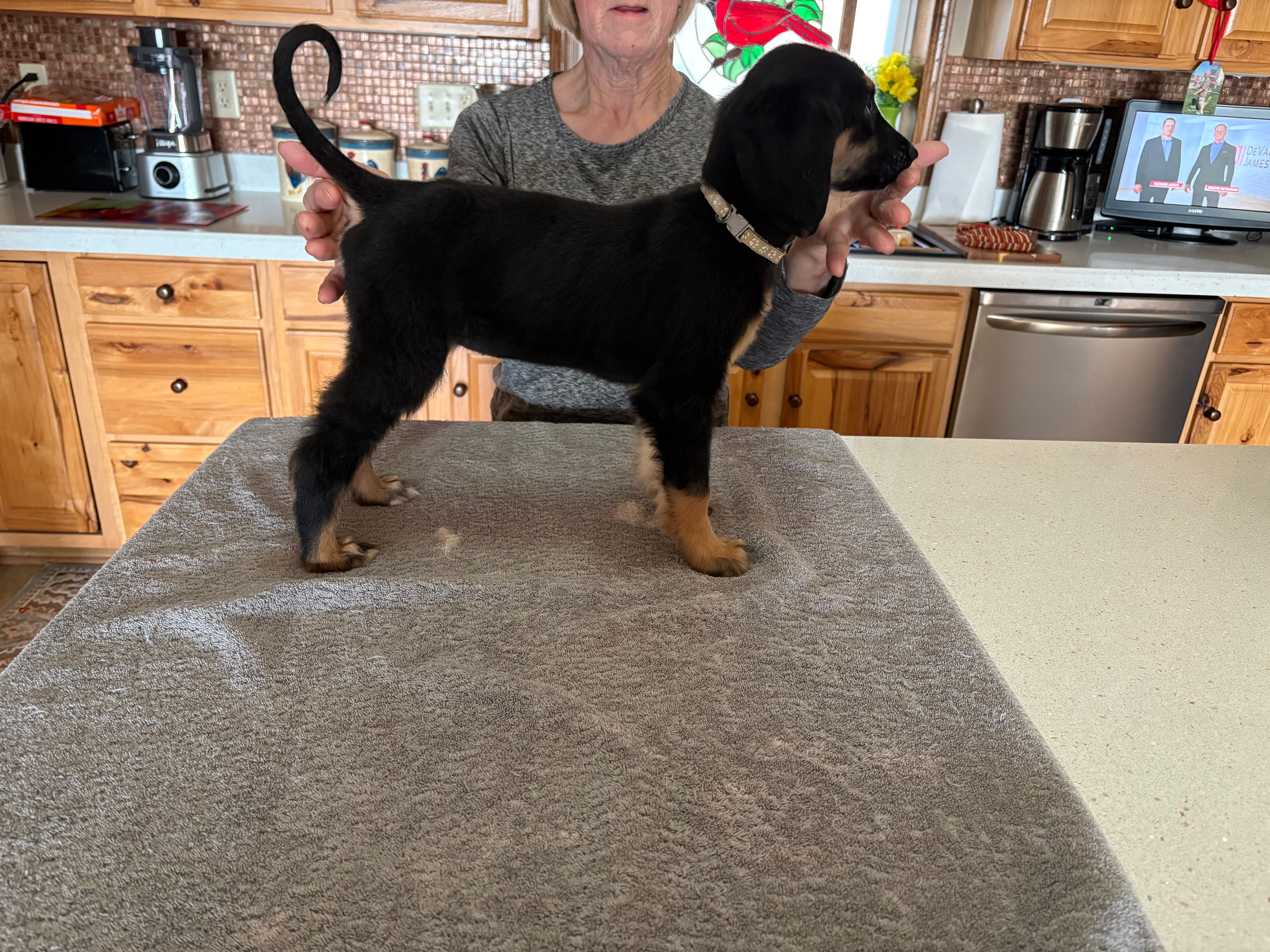 Shilo – Afghan Hound puppy for sale in Herington, KS