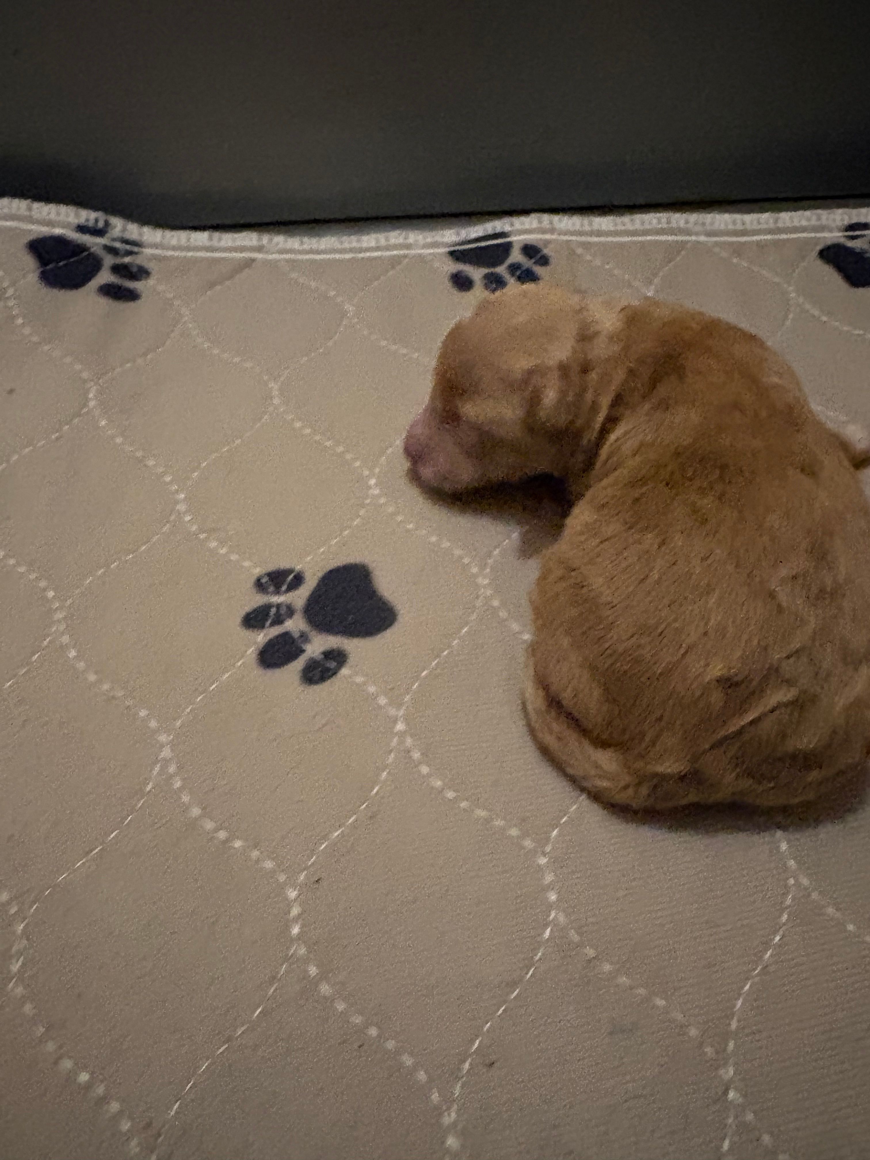 Abbie – Miniature Goldendoodle puppy for sale in Herington, KS