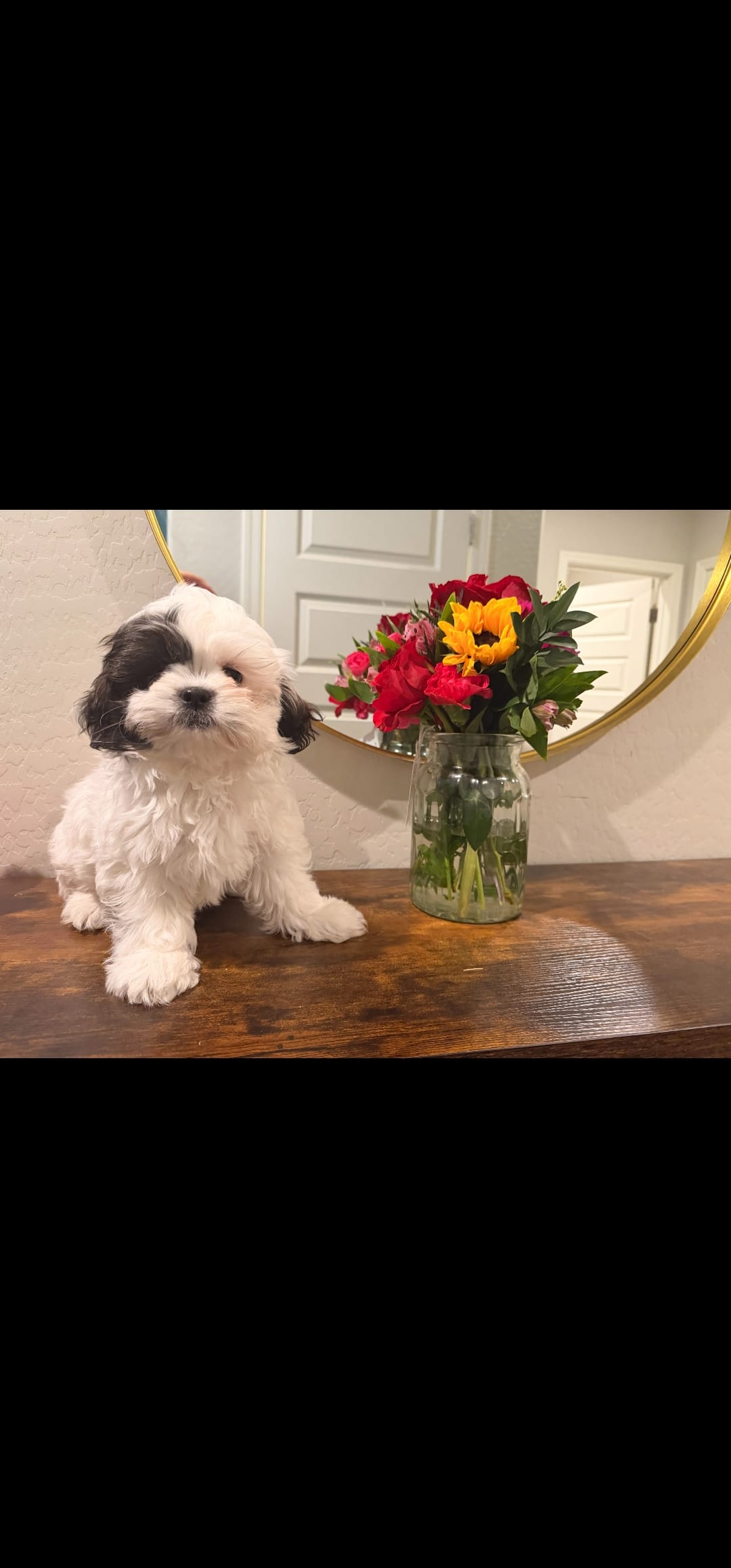Bailey  – Shih Tzu puppy for sale in Gilbert, AZ