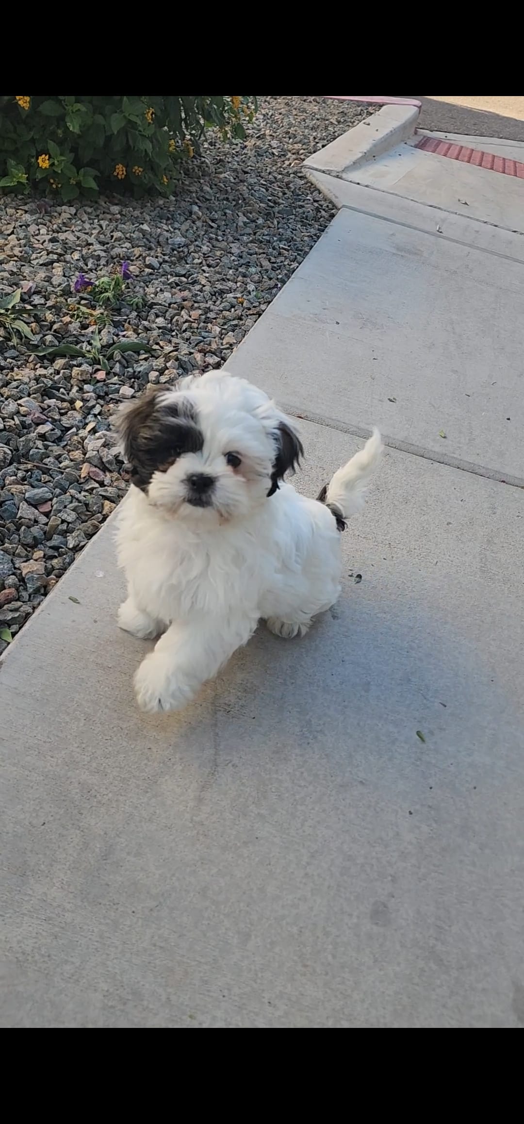 Rachel – Shih Tzu puppy for sale in Gilbert, AZ