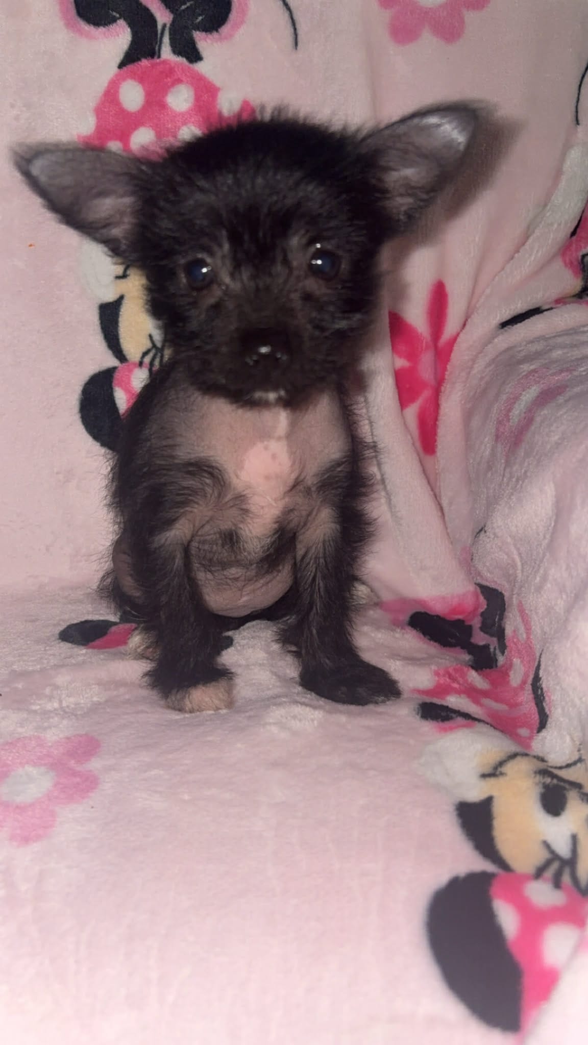 Wolfina – Chinese Crested, Yorkshire Terrier puppy for sale in Madisonville, KY