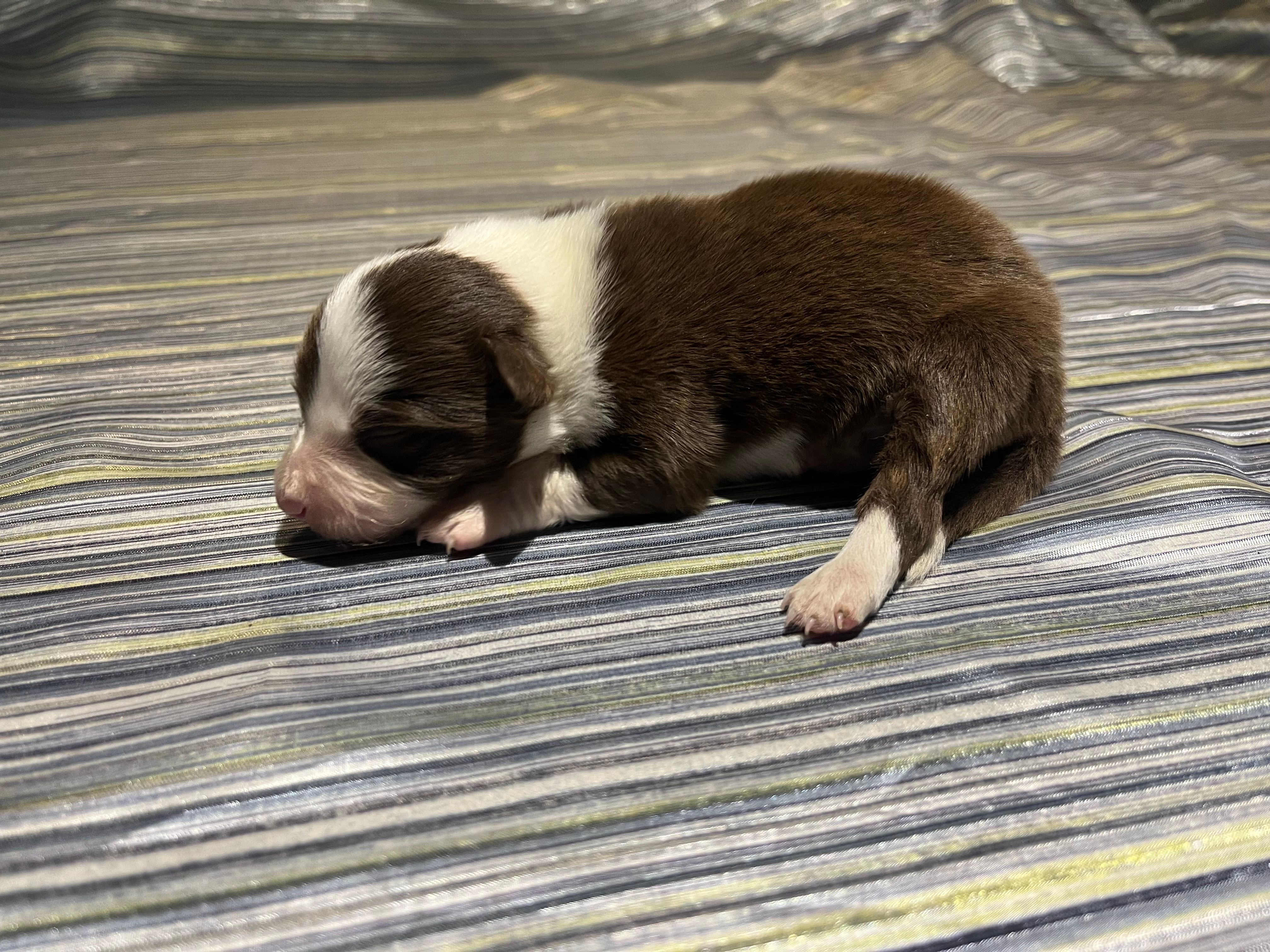 Spirit's #2 male – Border Collie puppy for sale in Glencoe, MN