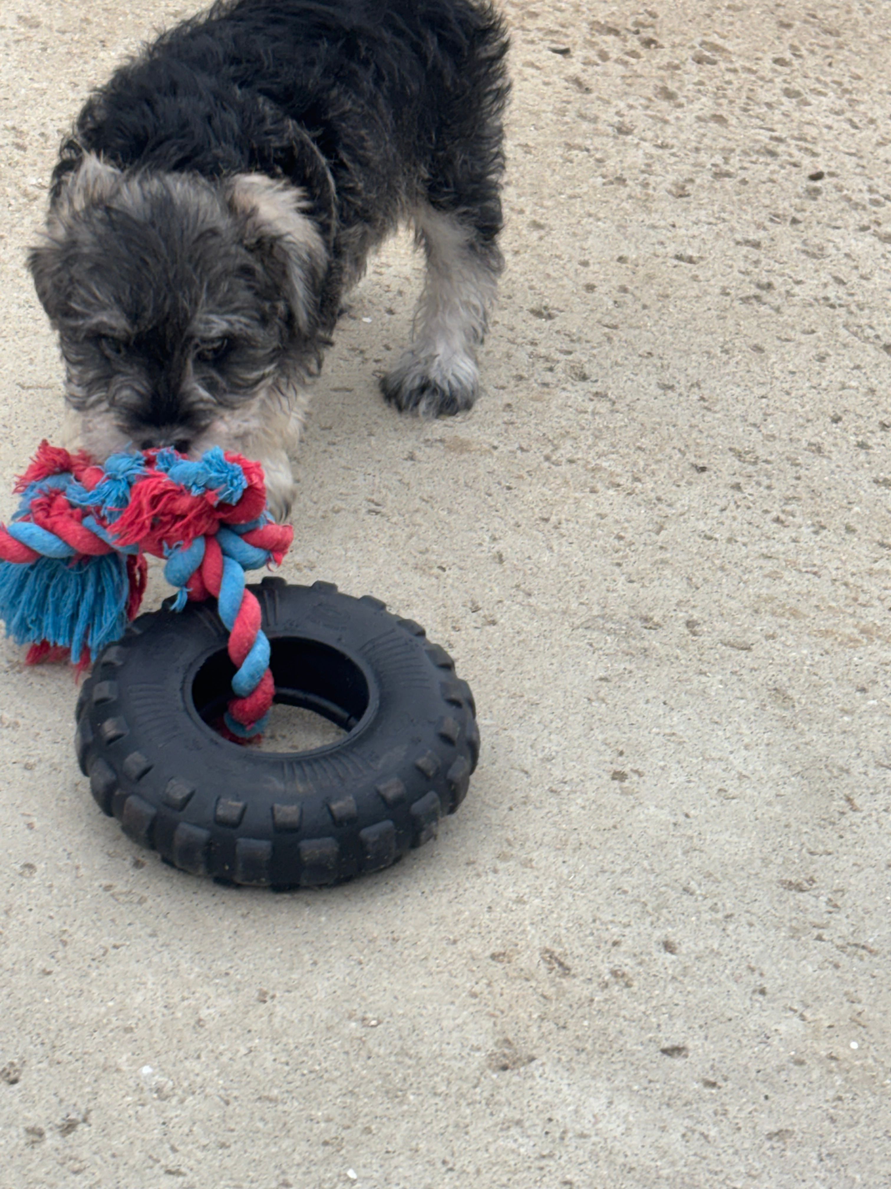 Jeannette  – Miniature Schnauzer puppy for sale in Riverside, CA