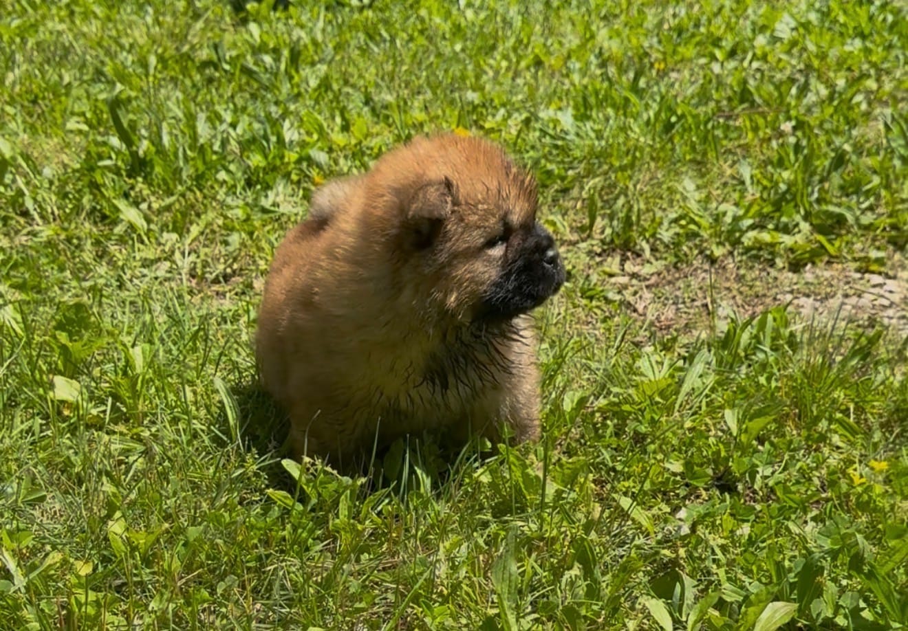Rory – Chow Chow puppy for sale in Potosi, MO