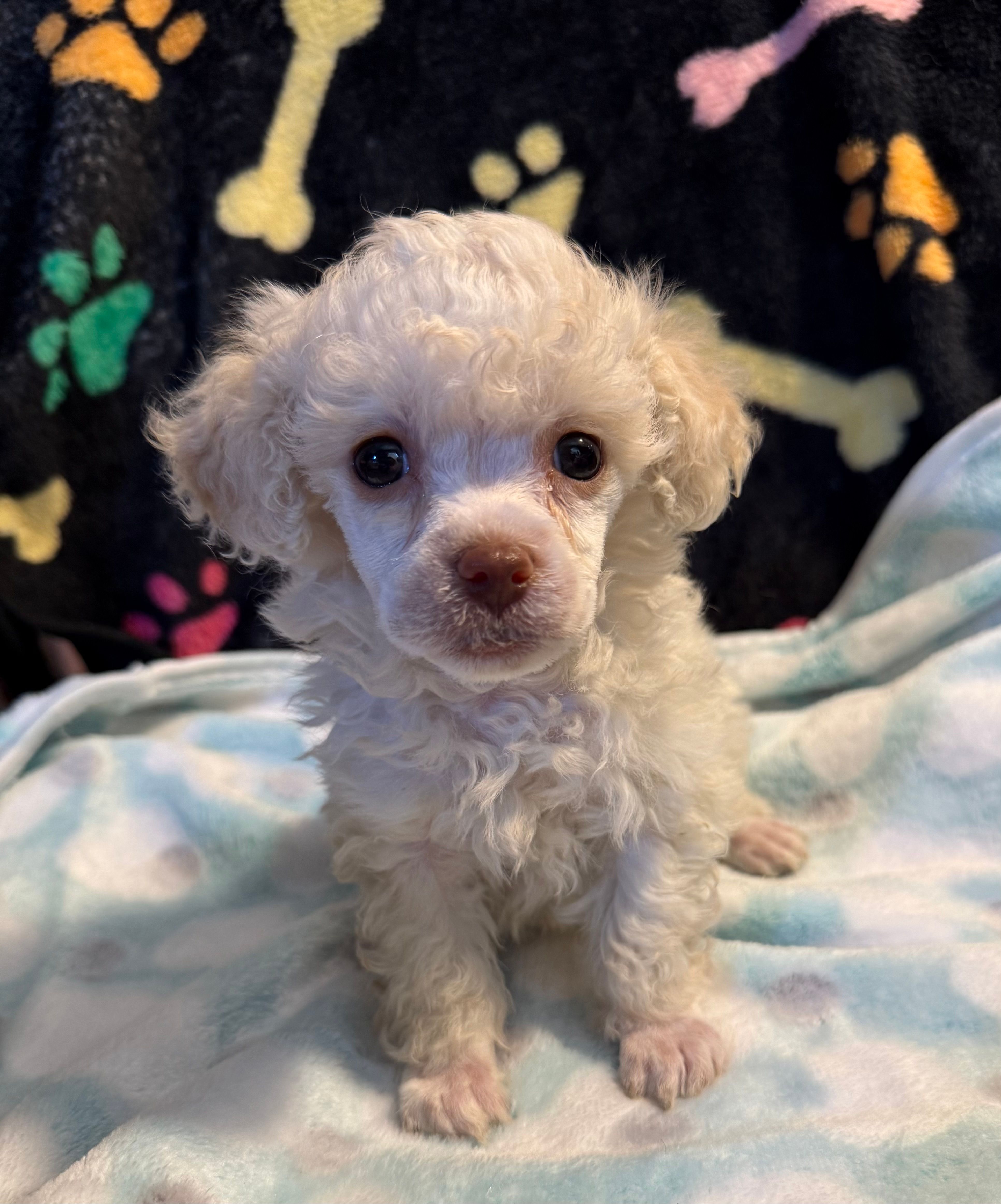 Luka – Poodle - Toy  puppy for sale in Potosi, MO