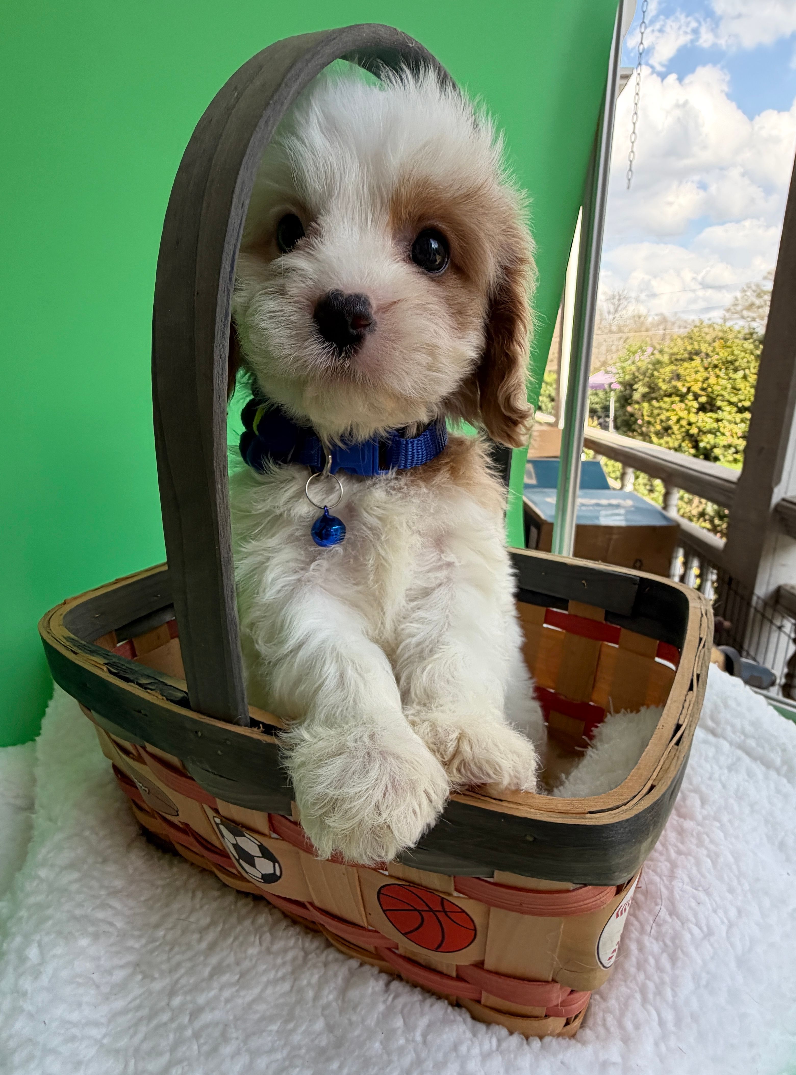 Katy’s Blue Boy – Cavapoo, Poodle - Miniature  puppy for sale in Eatonton, GA