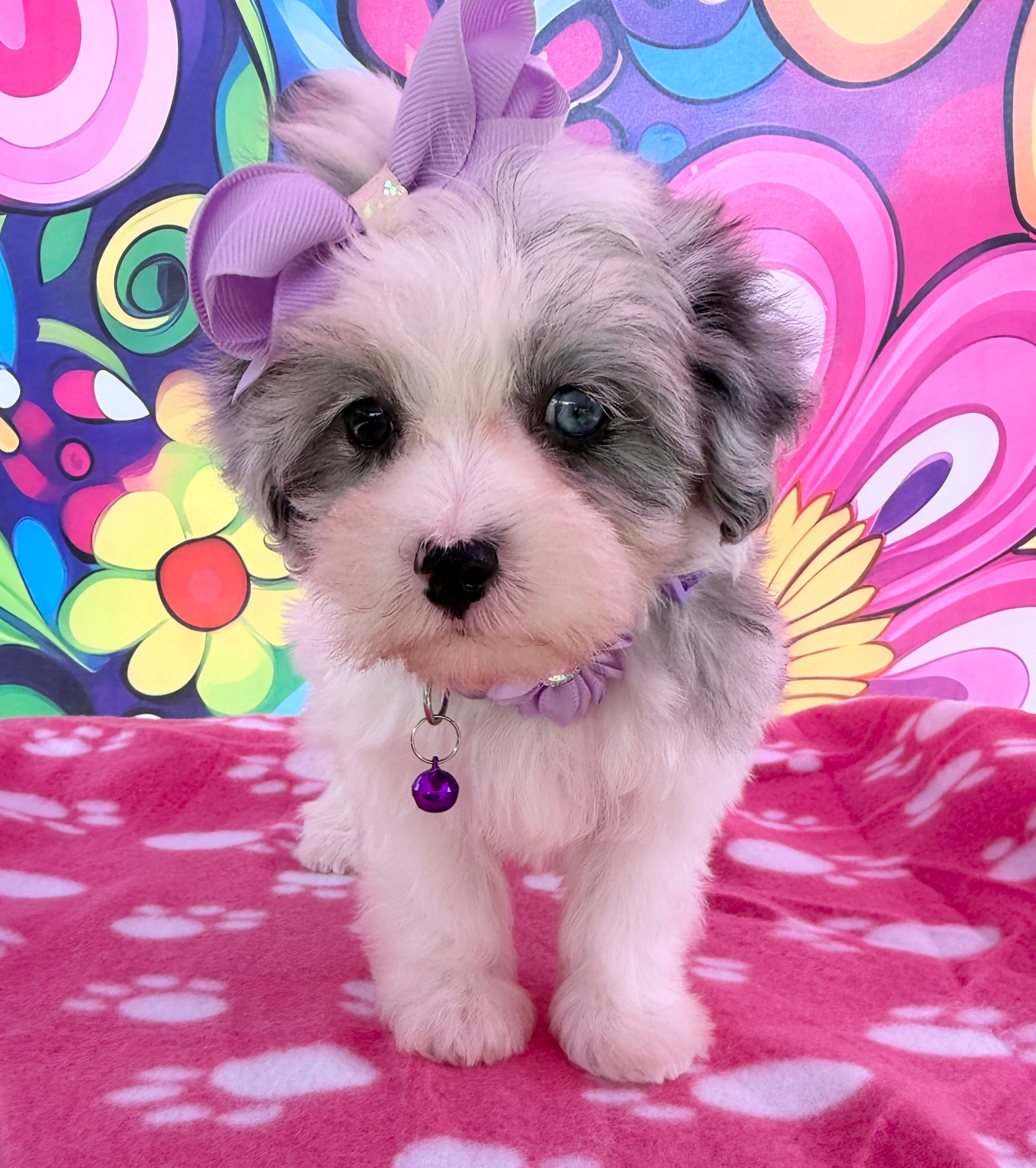 Dolly’s Bue Merle Girl Blue Eye – Maltipoo puppy for sale in Eatonton, GA