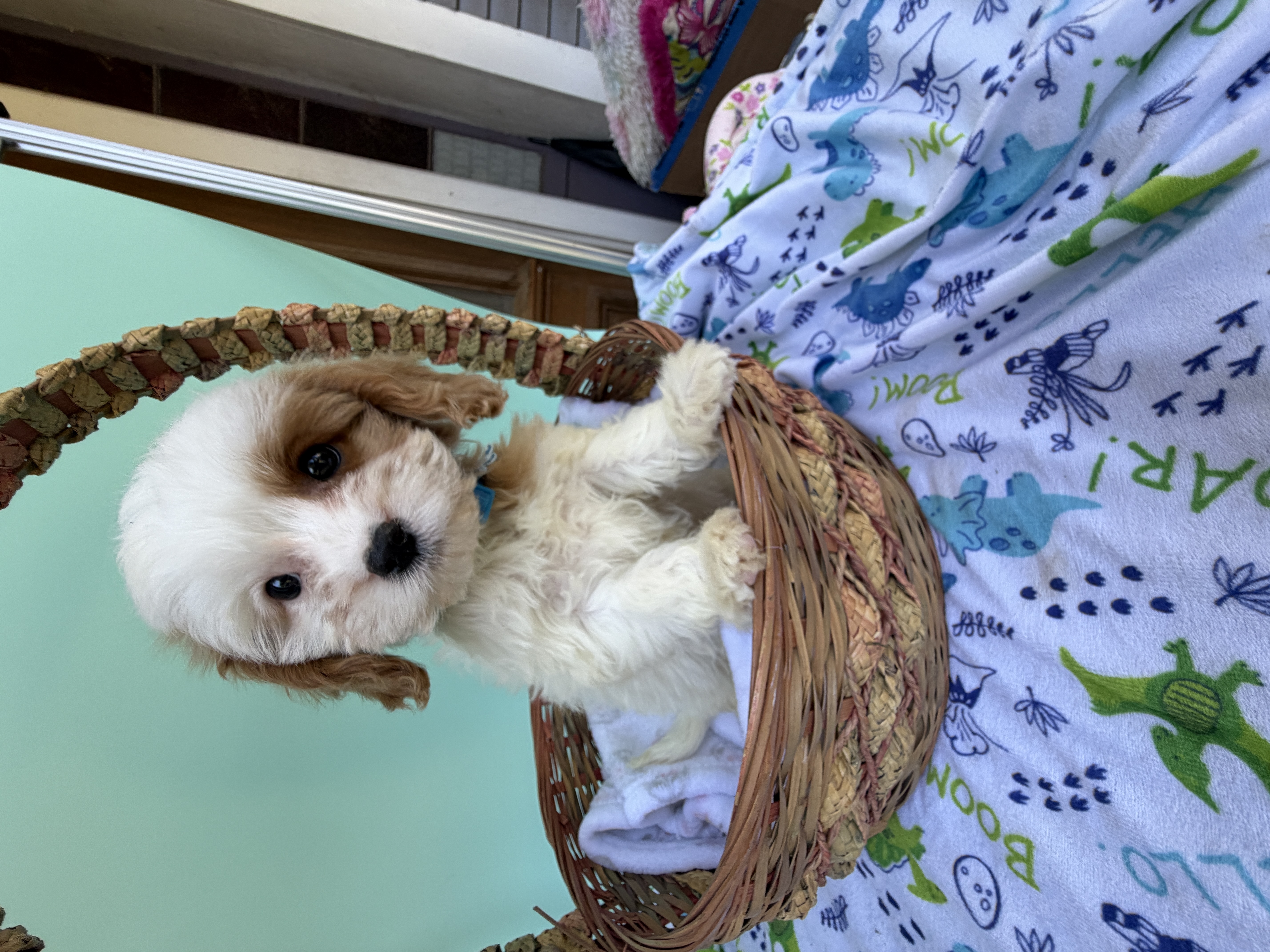 Katy’s Blue Boy – Cavapoo, Poodle - Miniature  puppy for sale in Eatonton, GA