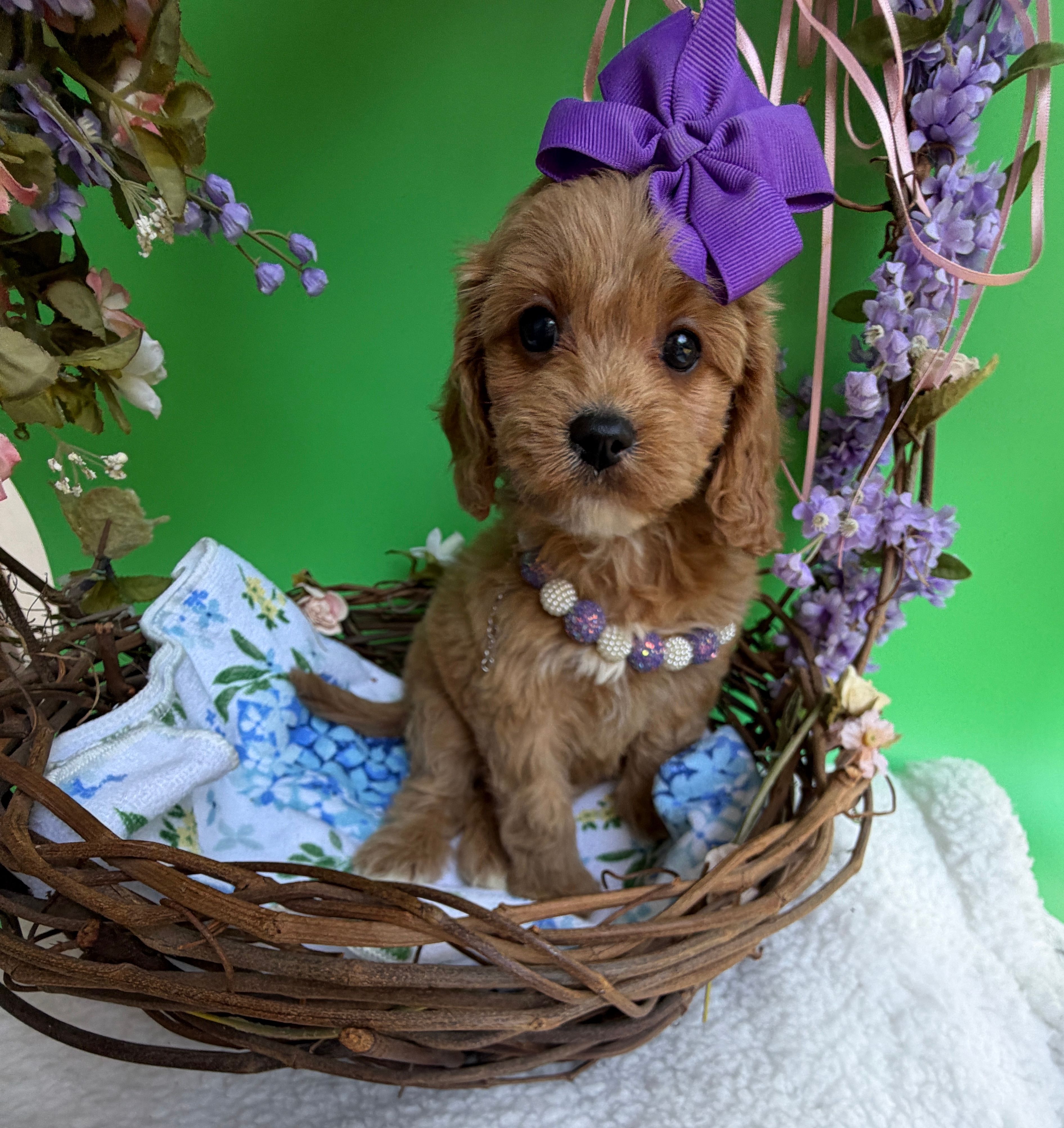 Katy’s Purple Girl