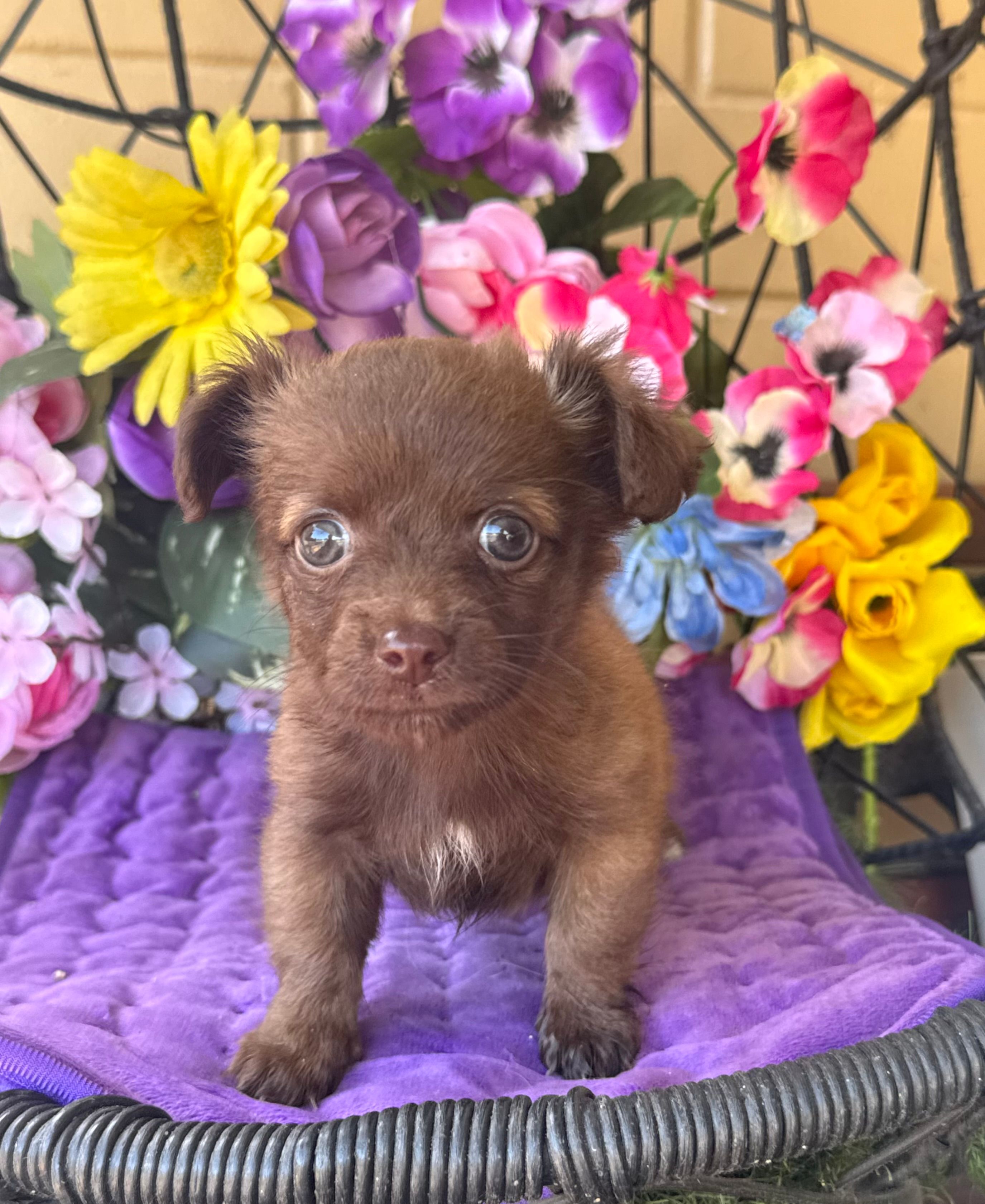 Tiny Tina  – Chihuahua puppy for sale in Deland, FL
