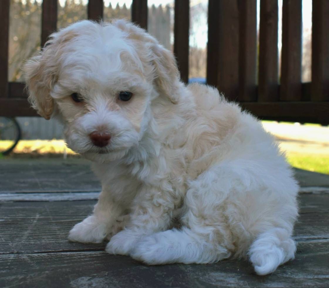 Mulan - AKC Mini Poodle – Poodle - Miniature  puppy for sale in Fairfield, ME