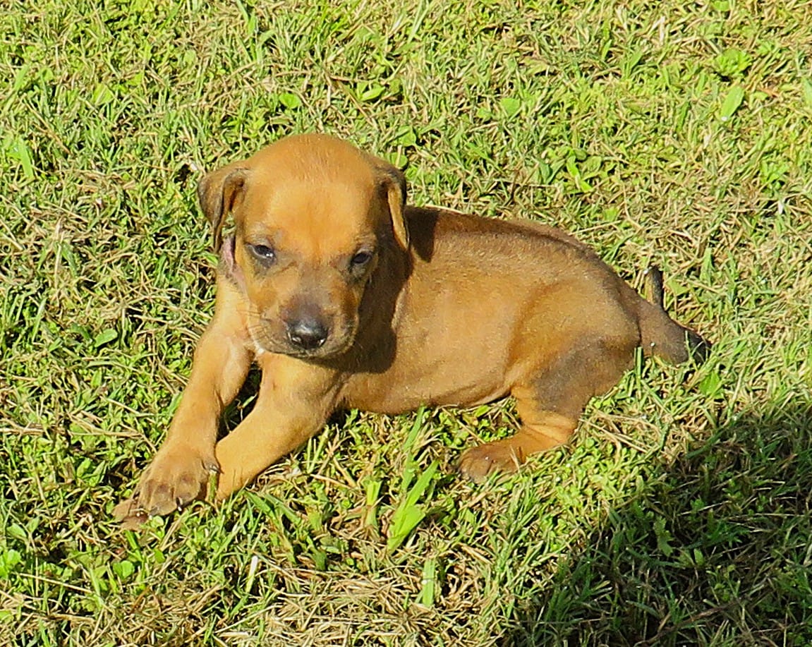 Purple  female – Rhodesian Ridgeback puppy for sale in Palestine, TX