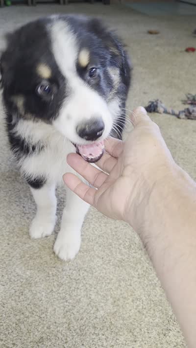 Uso, a male Australian Shepherd for sale in Goshen, OH – 4 of 9