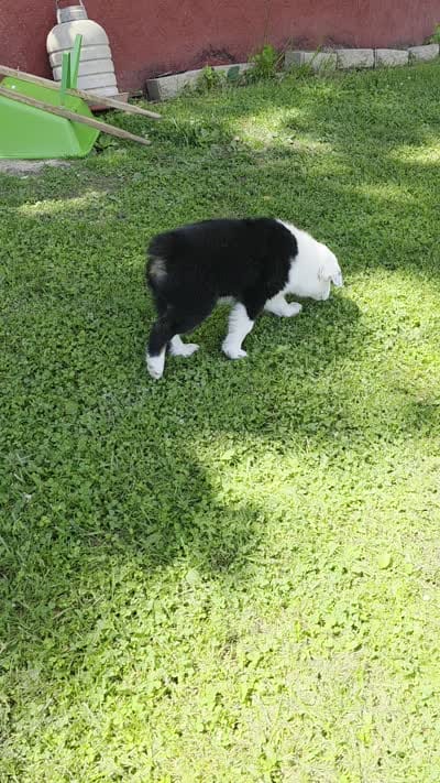 Charolete, a female Australian Shepherd for sale in Goshen, OH – 6 of 10