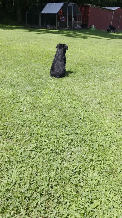 Uso, a male Australian Shepherd for sale in Goshen, OH – 2 of 9