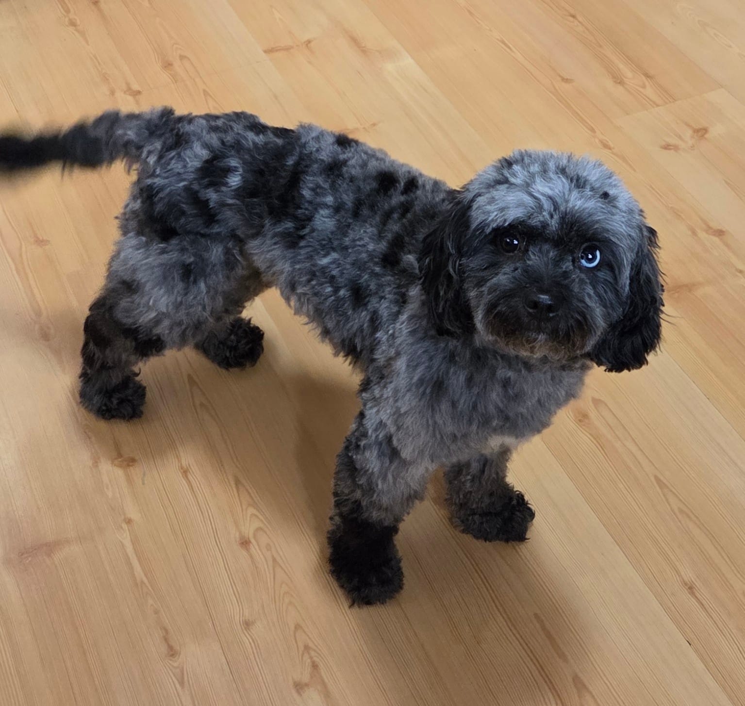 LuLu – Cavapoo puppy for sale in Webberville, MI