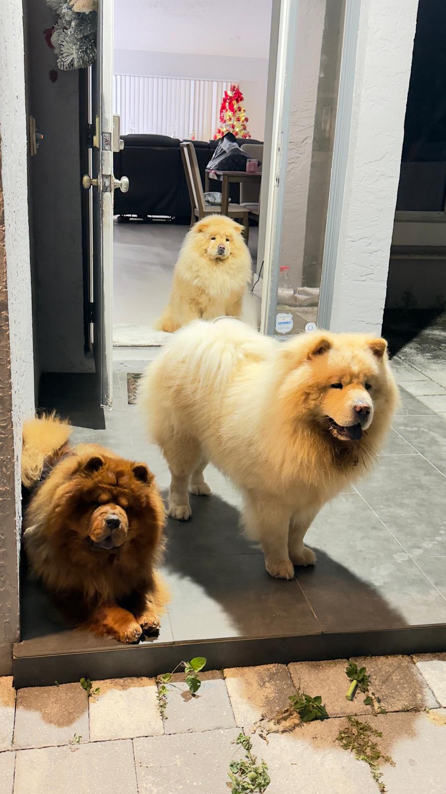 Bob  – Chow Chow puppy for sale in Boynton Beach, FL