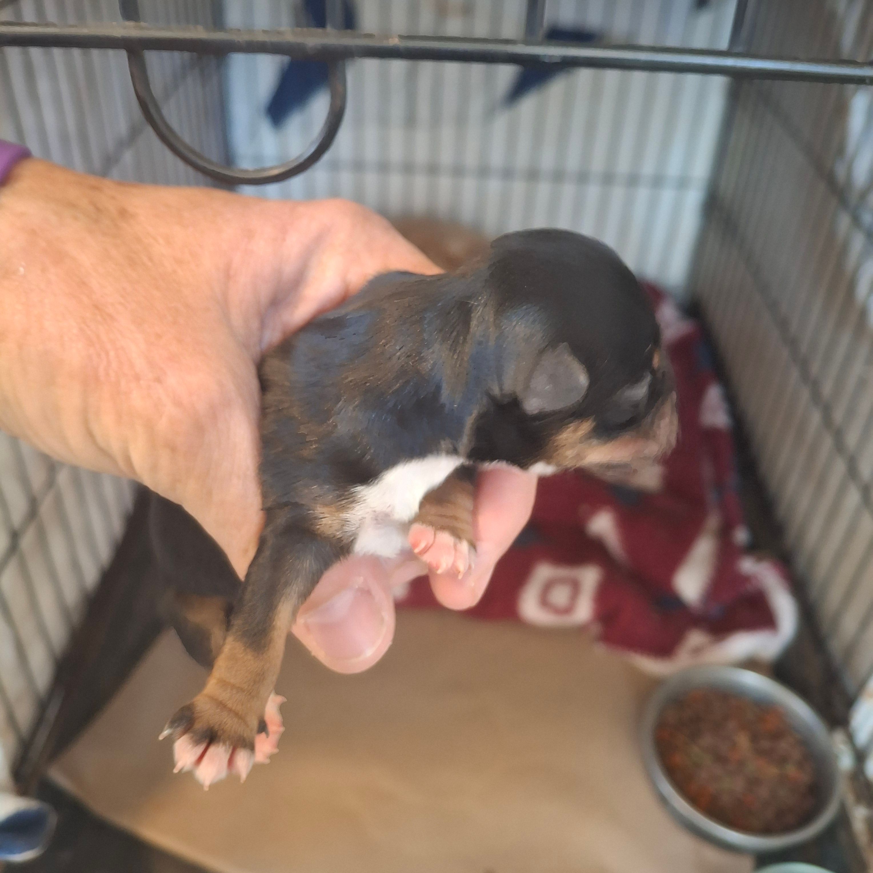 Buddy – Morkie puppy for sale in Taylorsville, NC