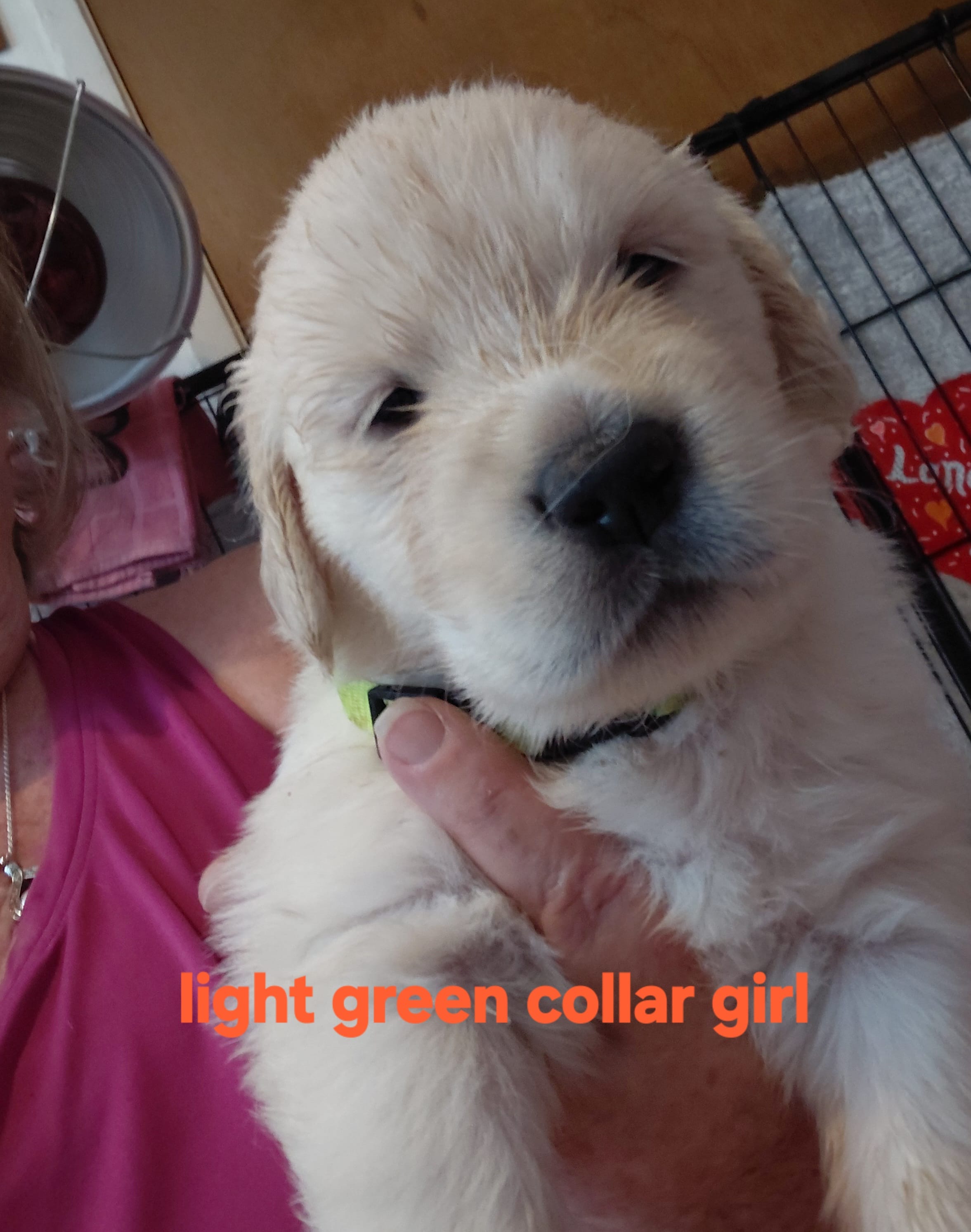Light green – English Cream Golden Retriever puppy for sale in Fairfield, CA