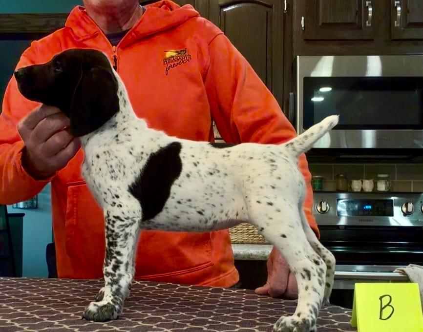 Ohio pup Black/Ticked Female B – German Shorthaired Pointer puppy for sale in Coldwater, OH