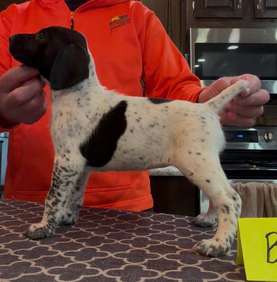 Ohio pup Black/Ticked Female B – German Shorthaired Pointer puppy for sale in Coldwater, OH