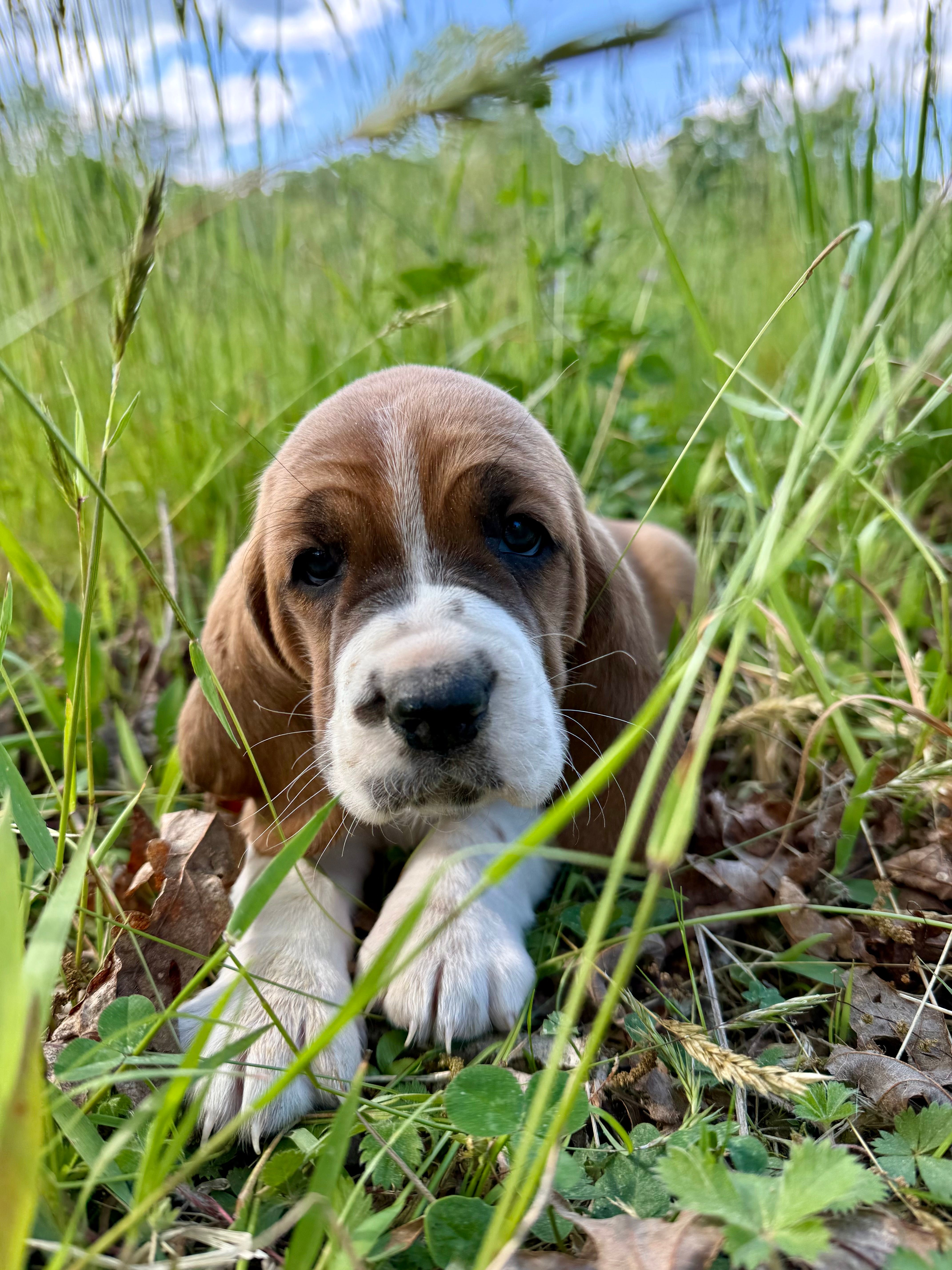 Roxy – Basset Hound puppy for sale in Murphy, NC