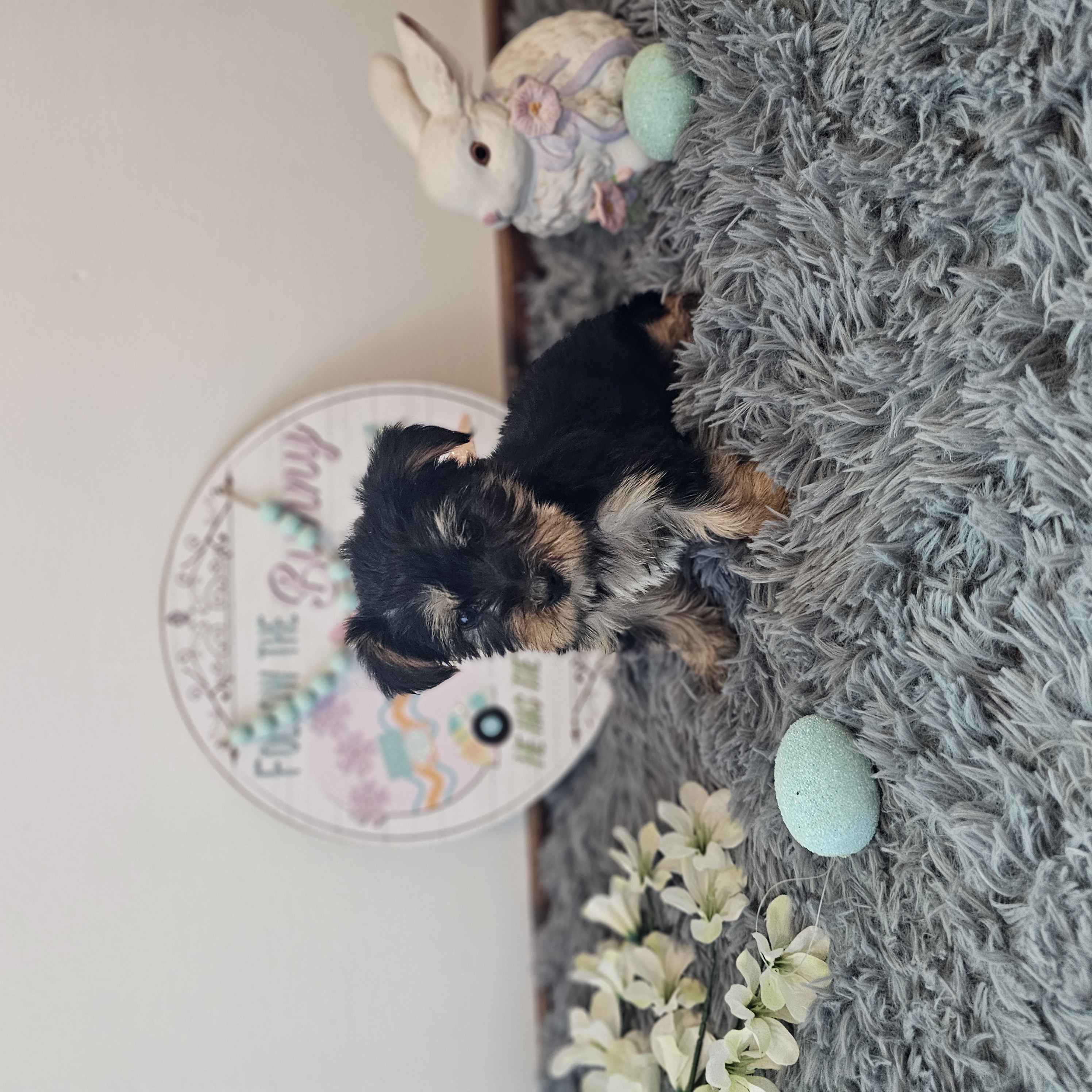 Barkley – Yorkshire Terrier puppy for sale in White Springs, FL