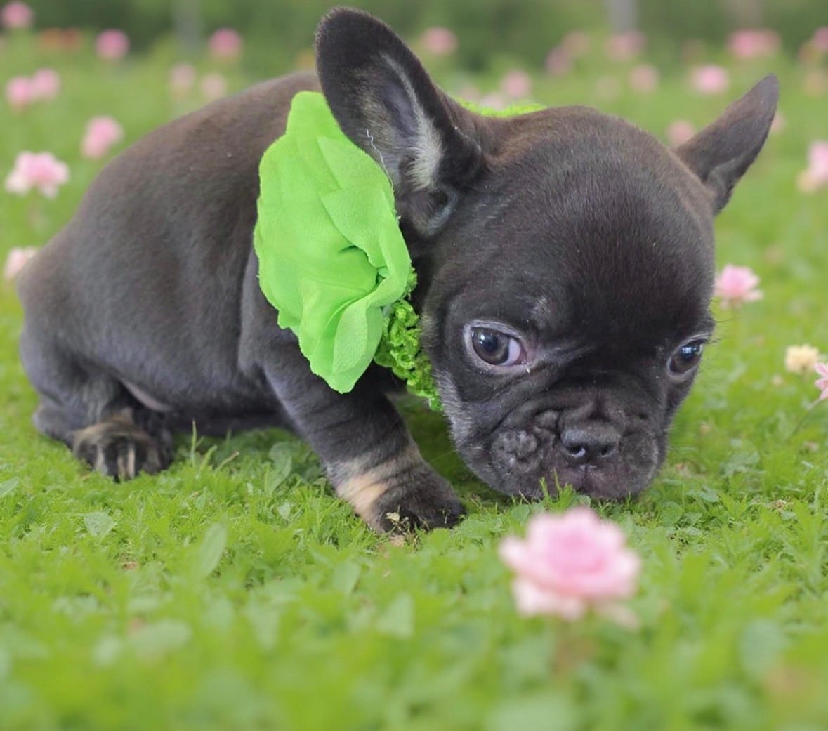 Sissy – French Bulldog puppy for sale in Toms River, NJ