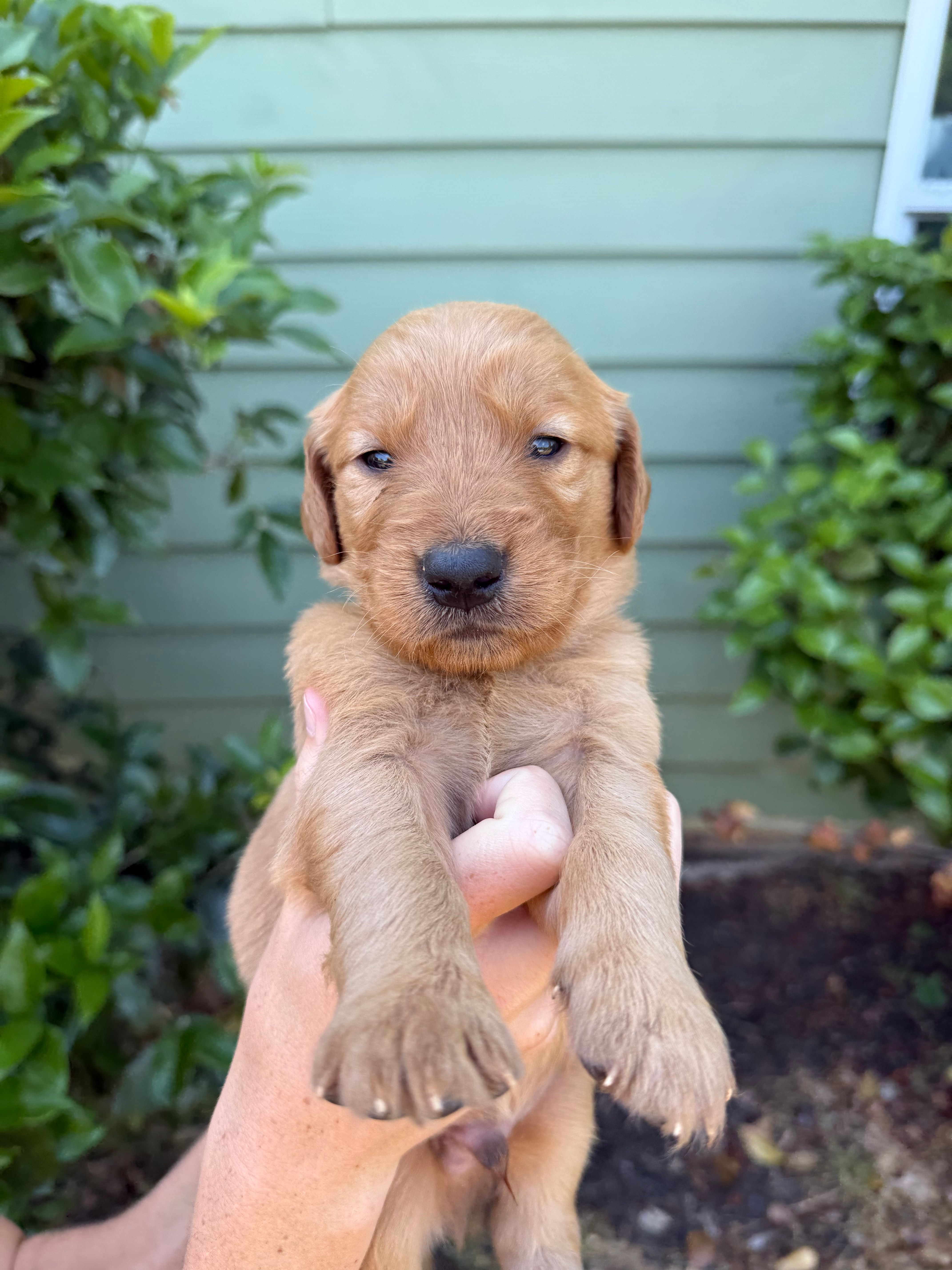 Sunny  – Golden Retriever puppy for sale in Gray, GA