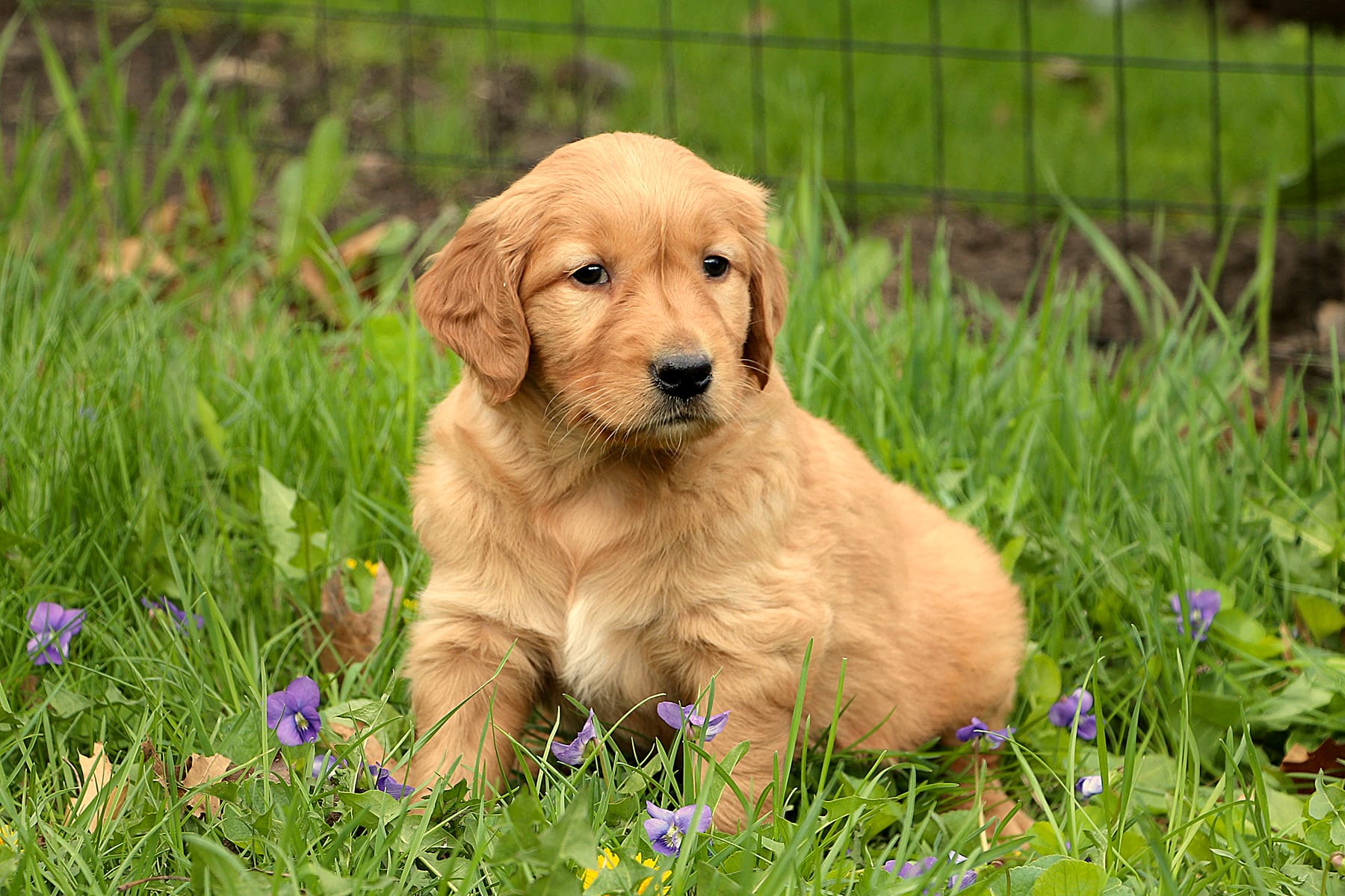 Kraig – Golden Retriever puppy for sale in Zumbrota, MN