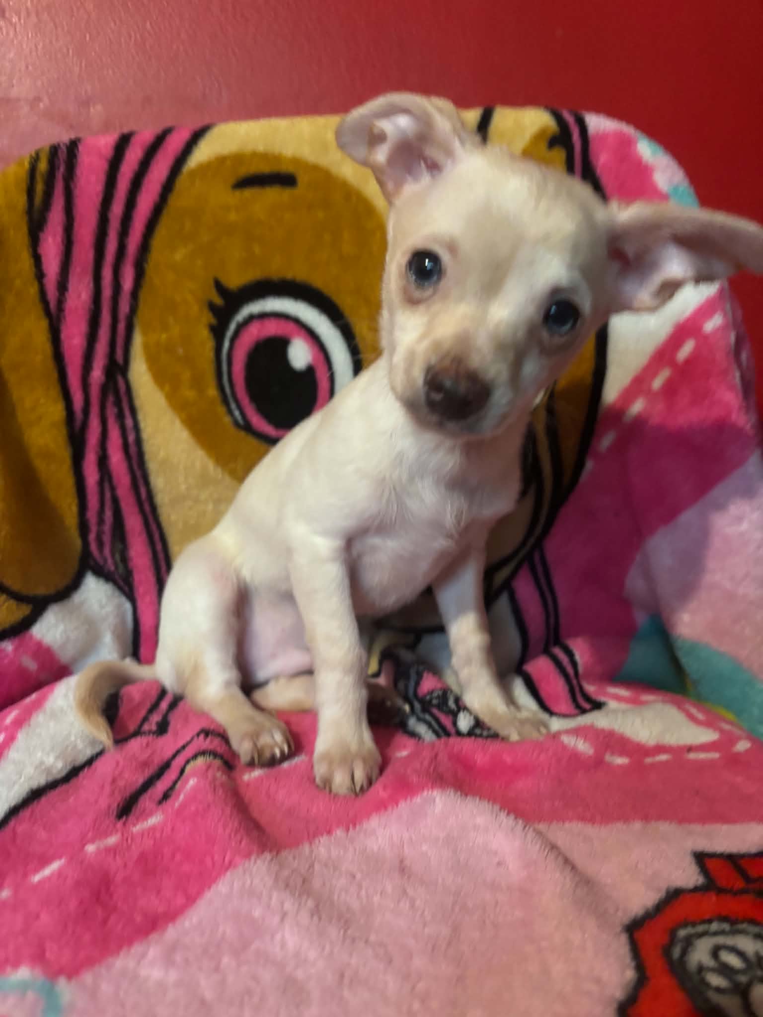 Ron – Chihuahua puppy for sale in Grand Rapids, MN