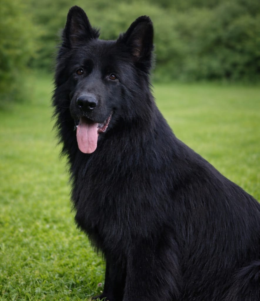 Solid black female puppy – German Shepherd Dog puppy for sale in Evart, MI