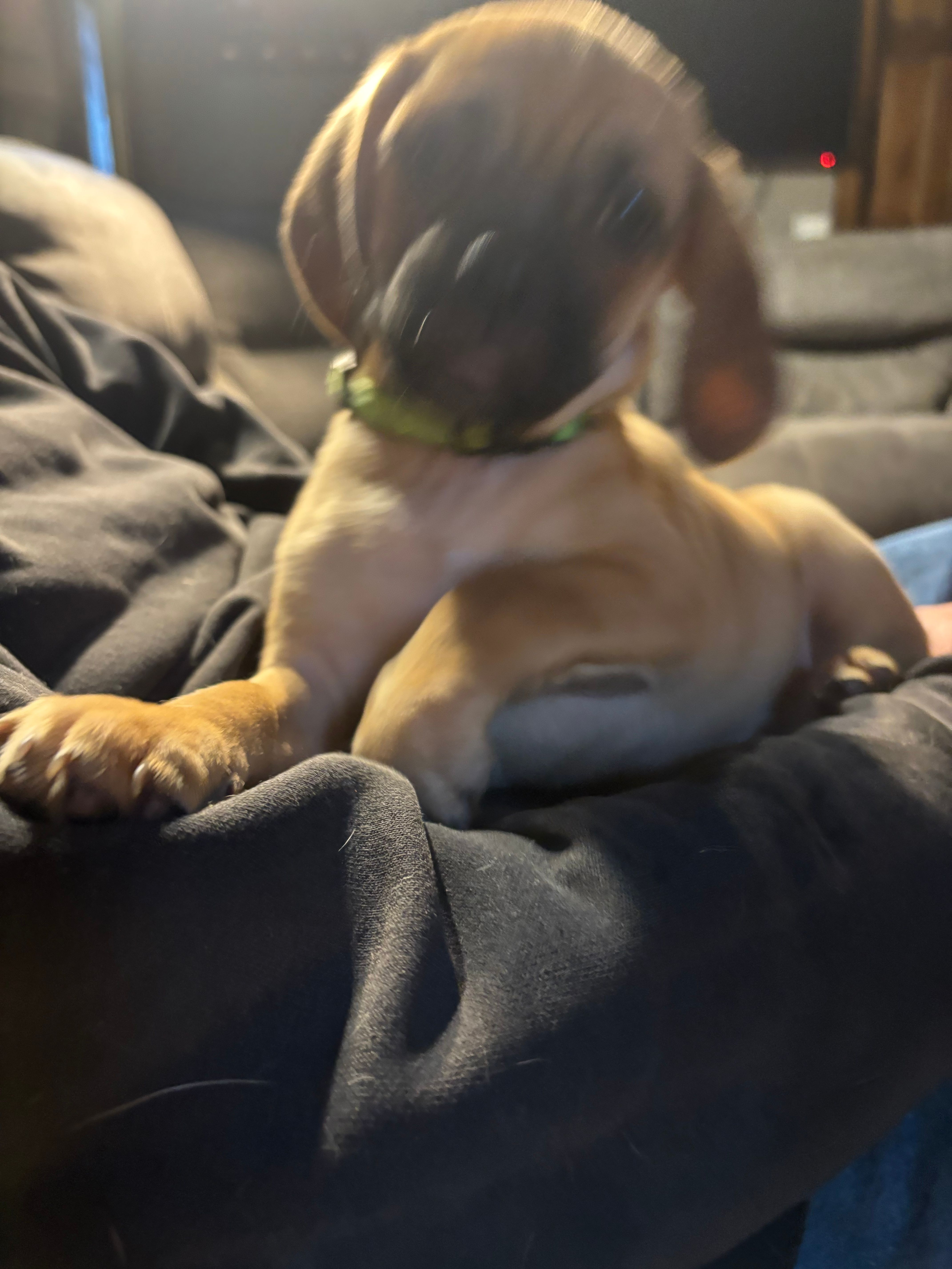 Ike – Puggle, Pug puppy for sale in East Freetown, MA