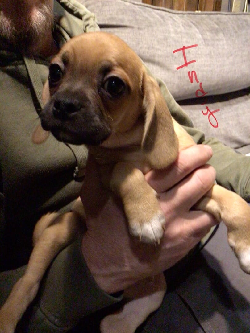 Indy – Puggle puppy for sale in East Freetown, MA
