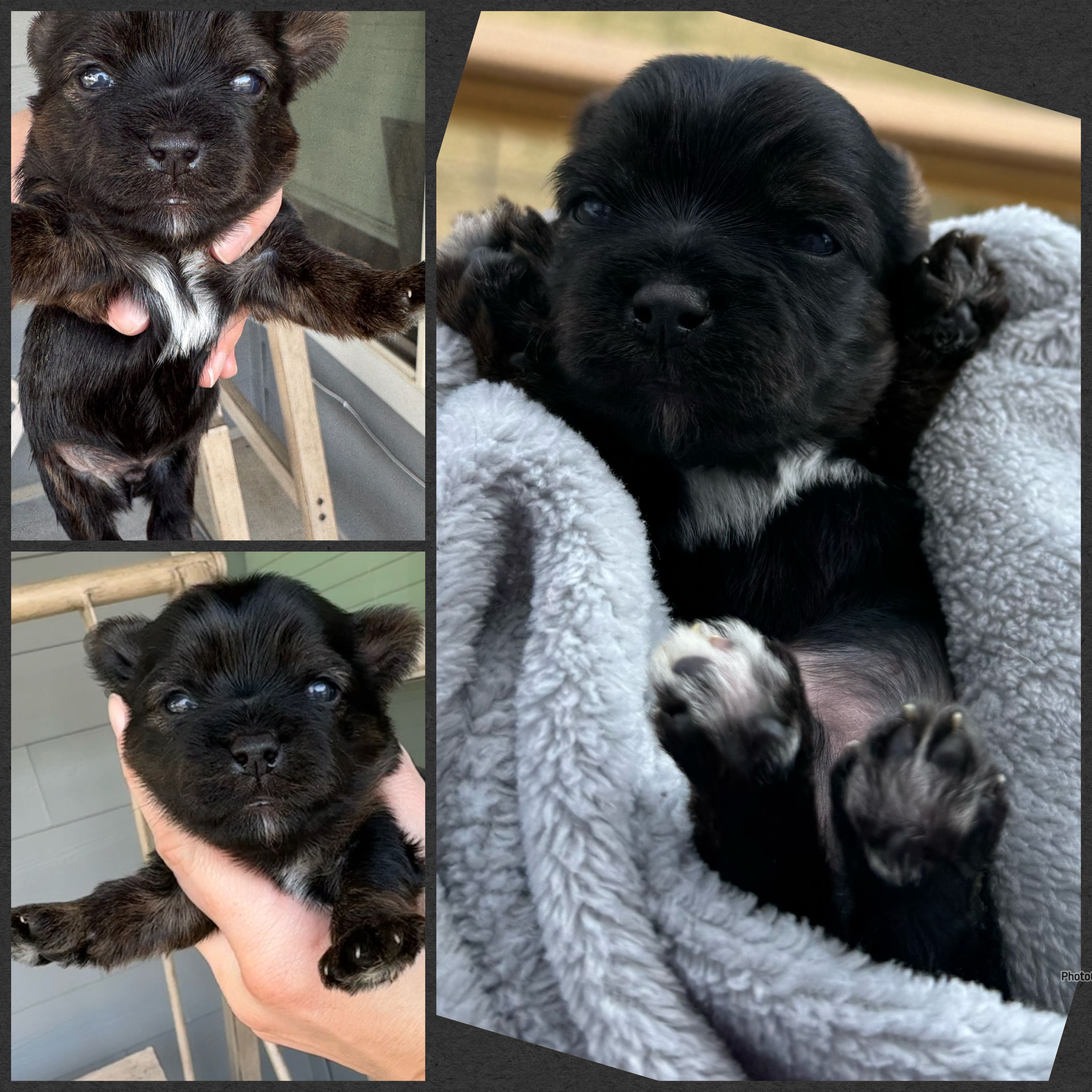 Dark Traditional Male  – Yorkshire Terrier puppy for sale in New Braunfels, TX