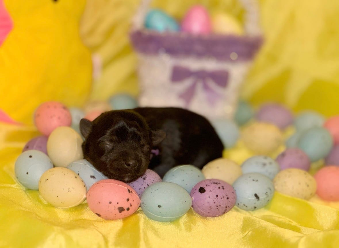 Traditional Female (purple) – Yorkshire Terrier puppy for sale in New Braunfels, TX