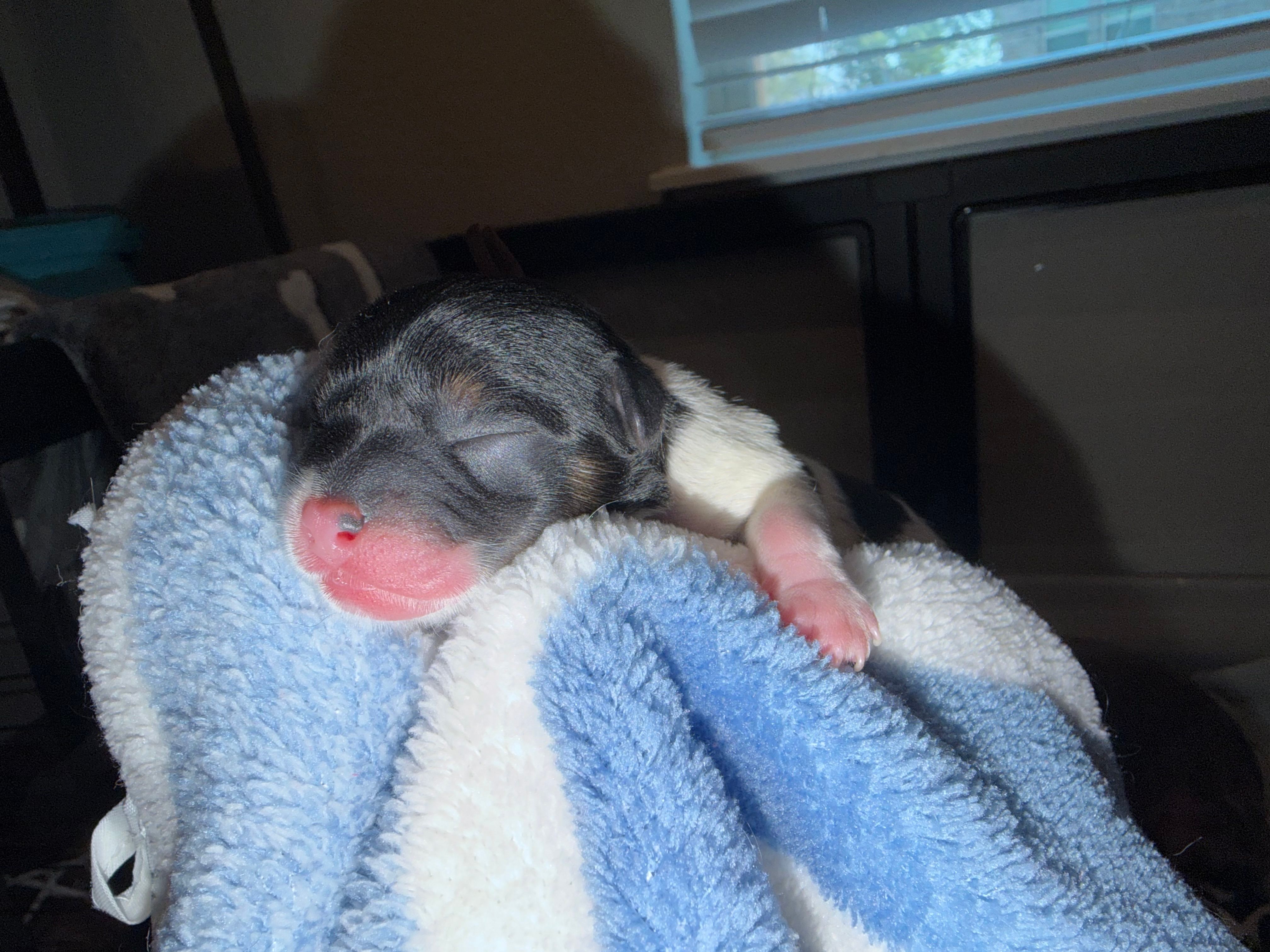 CKC REG Brown Collar Male  – Yorkshire Terrier puppy for sale in New Braunfels, TX