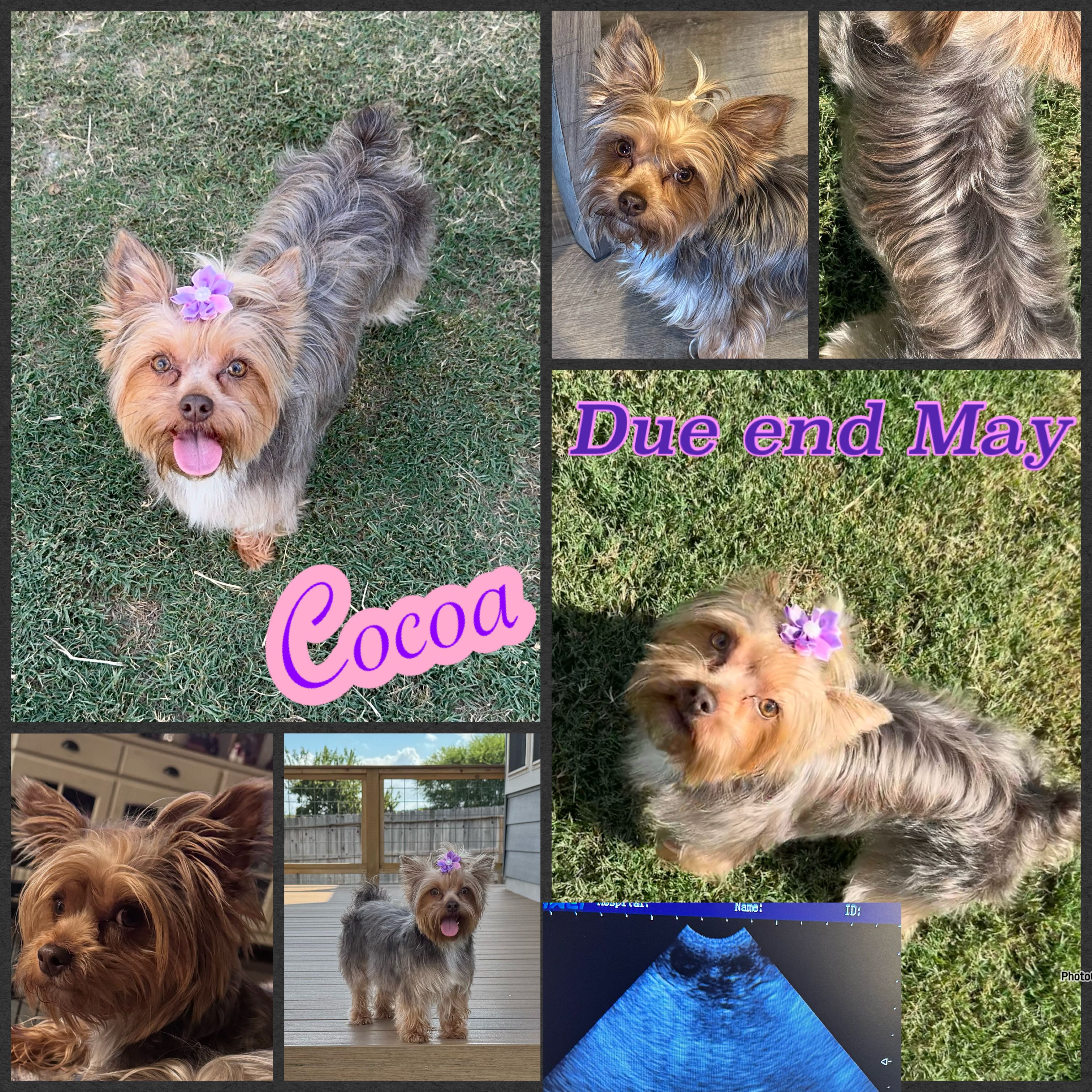 Akc litter coming soon  – Yorkshire Terrier puppy for sale in New Braunfels, TX