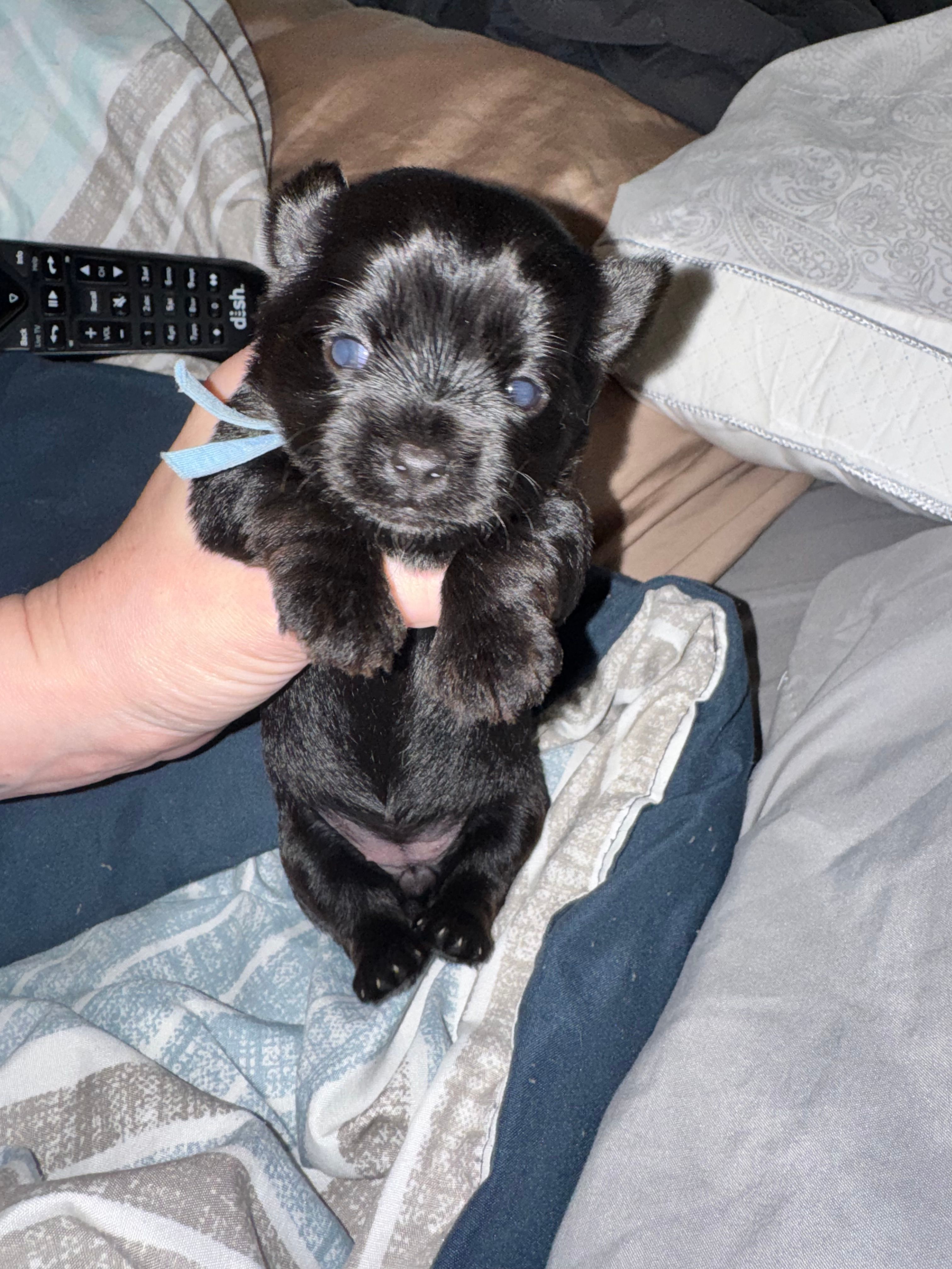 Kb black female  – Yorkshire Terrier puppy for sale in New Braunfels, TX