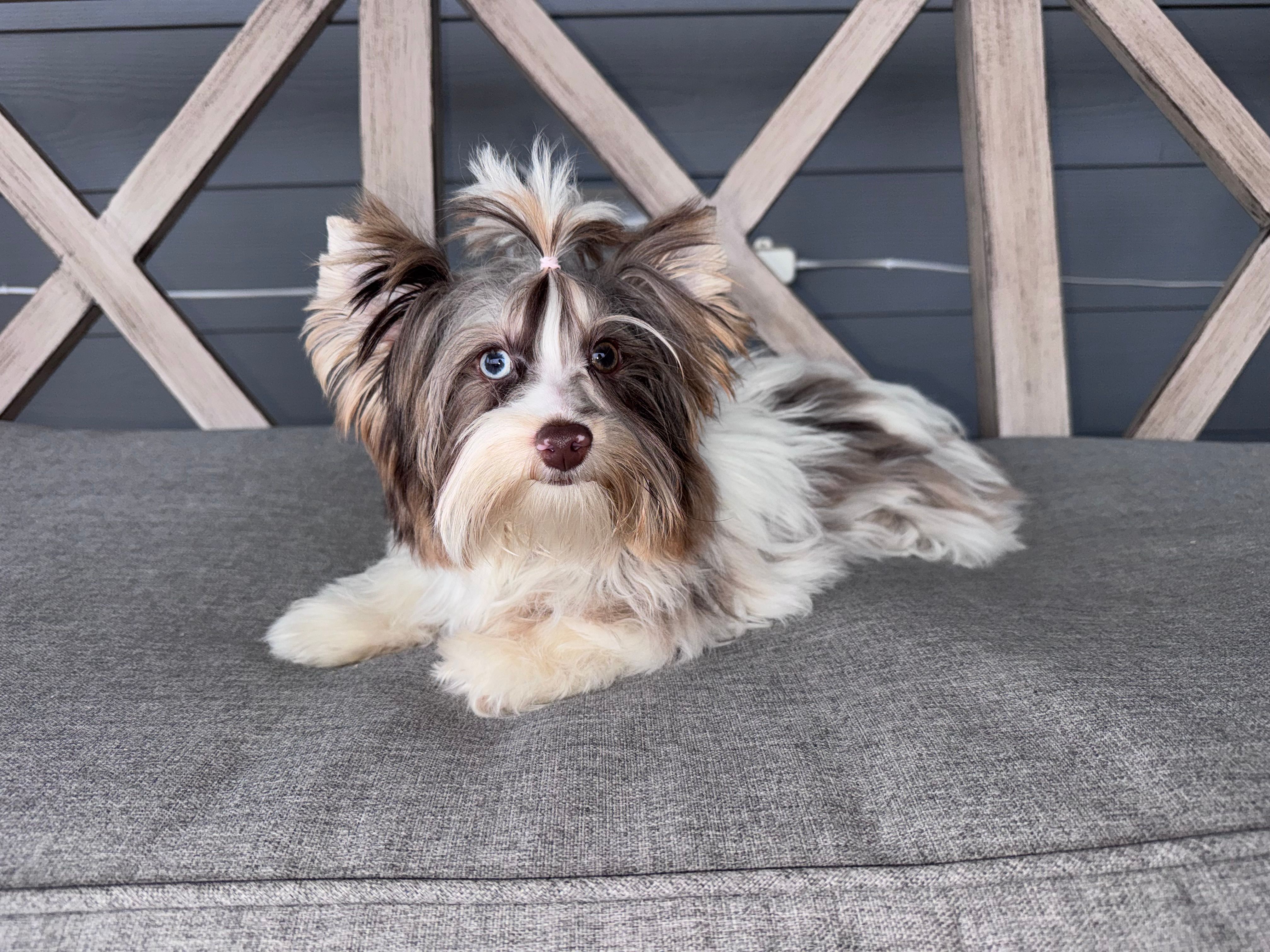 Rocket  – Yorkshire Terrier, Biewer puppy for sale in New Braunfels, TX