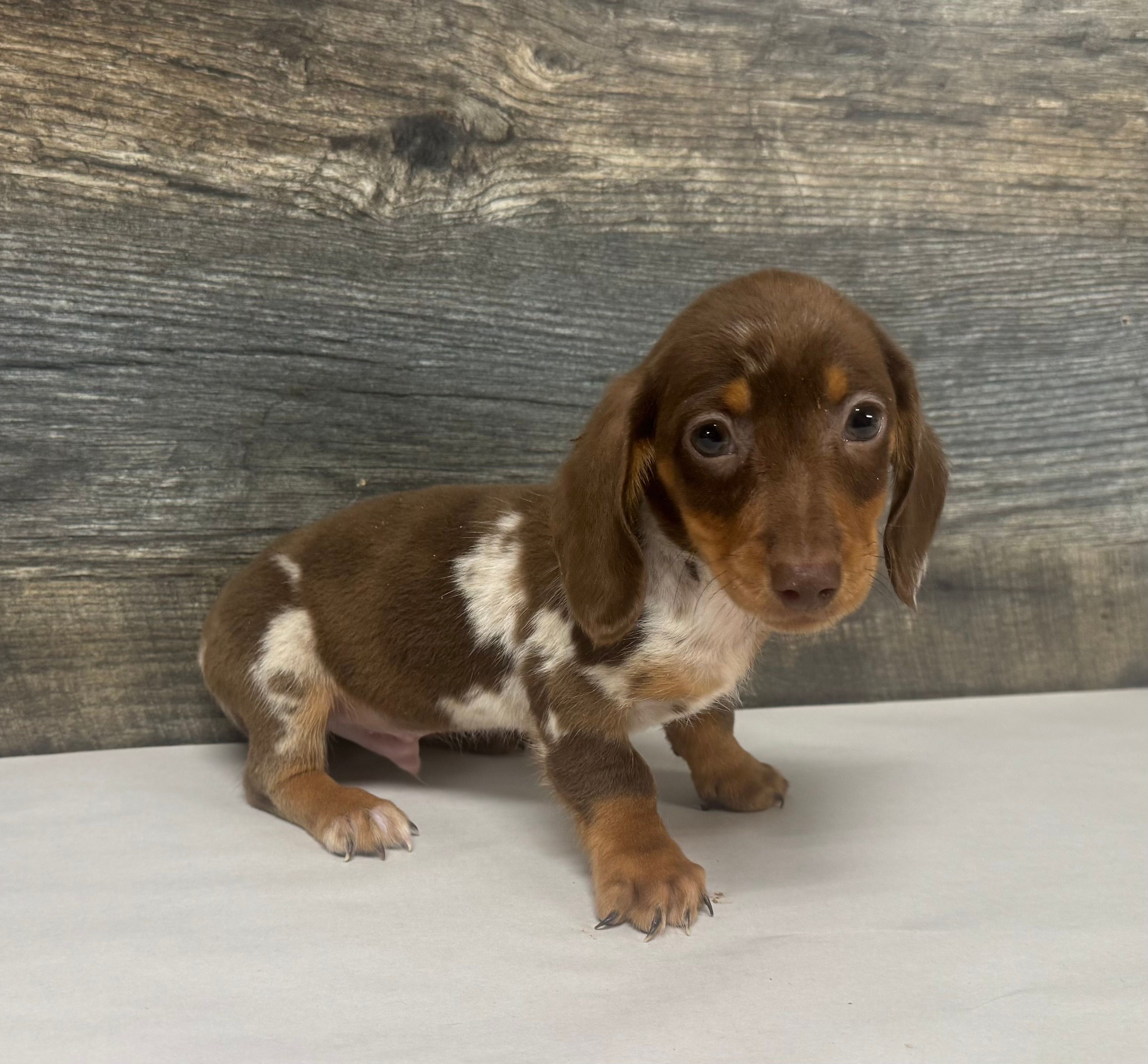 Chevy (crème/lh/deluite/pie