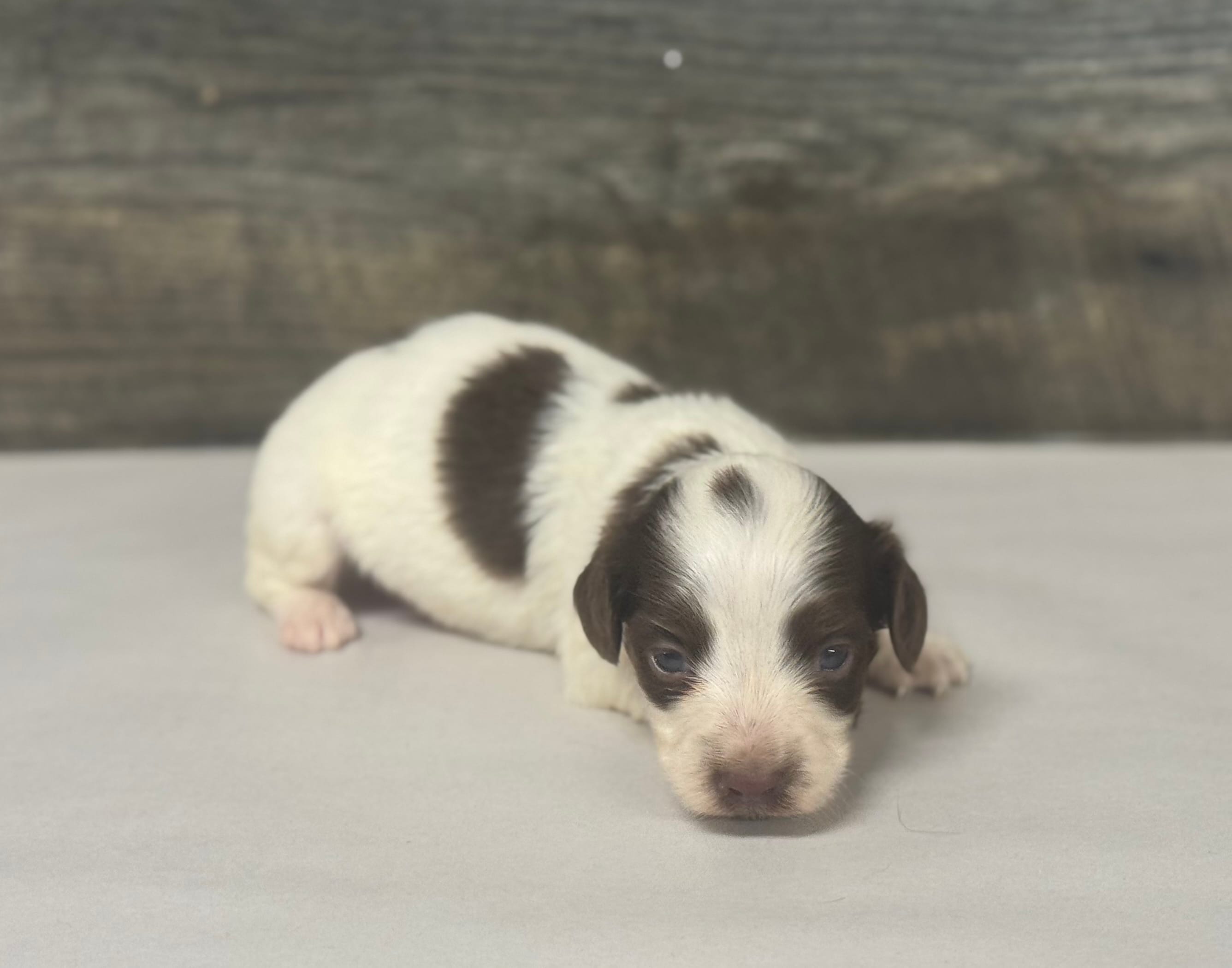 Champ-lh (Deluite/daple/creme