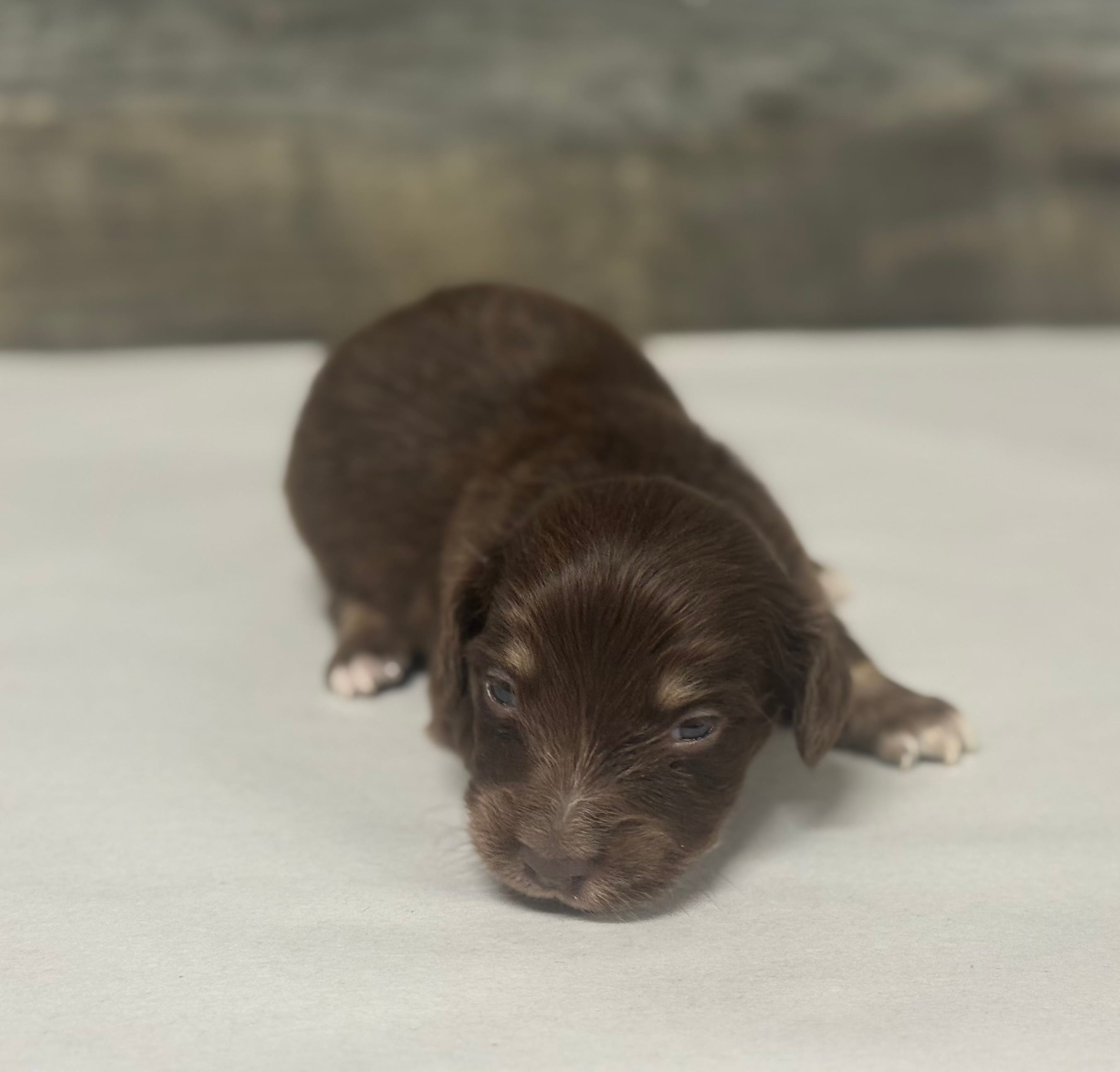 Max-lh (crème/daple/pie/deluite