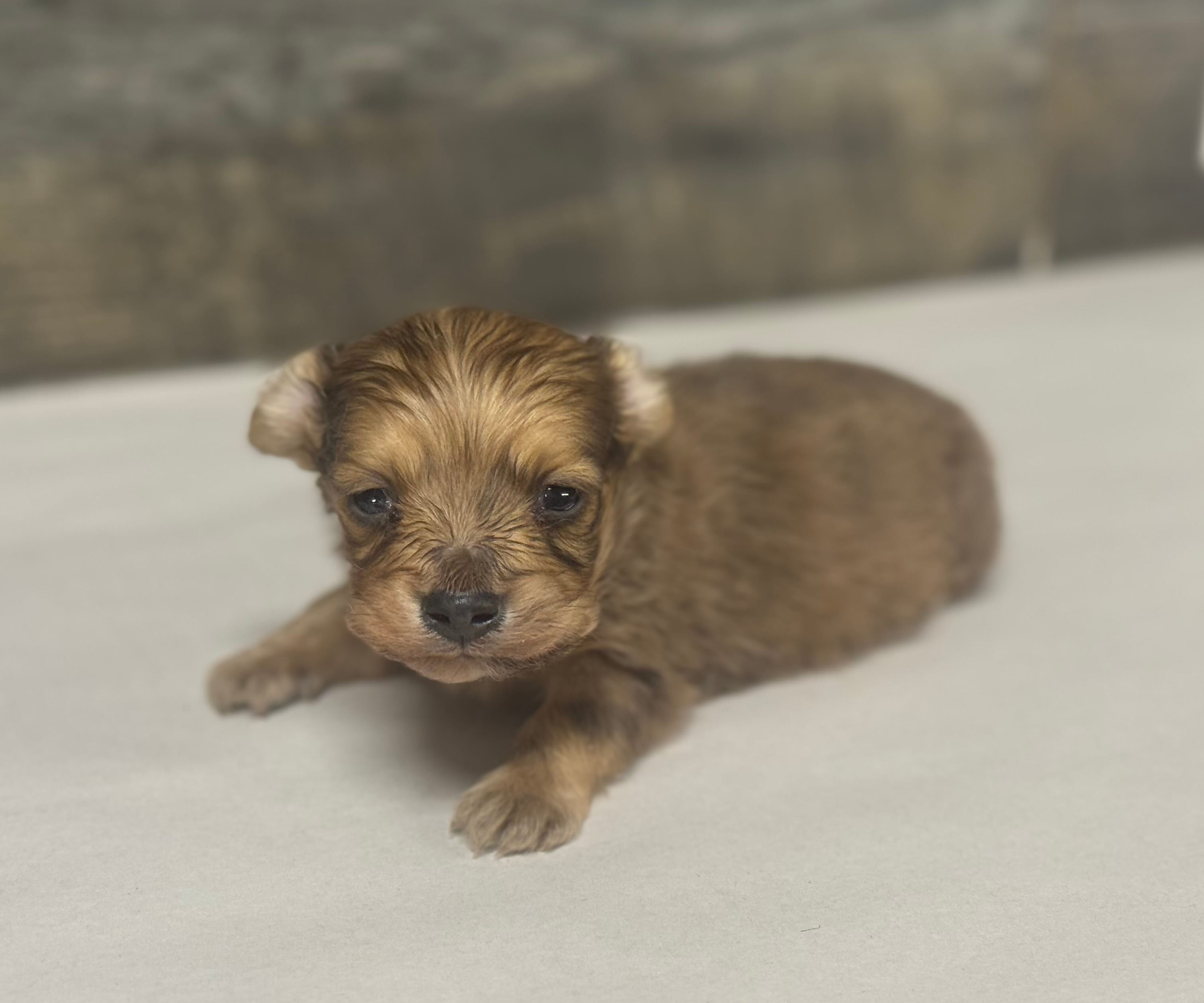 Wells-lh (crème)(crème brindle/pie