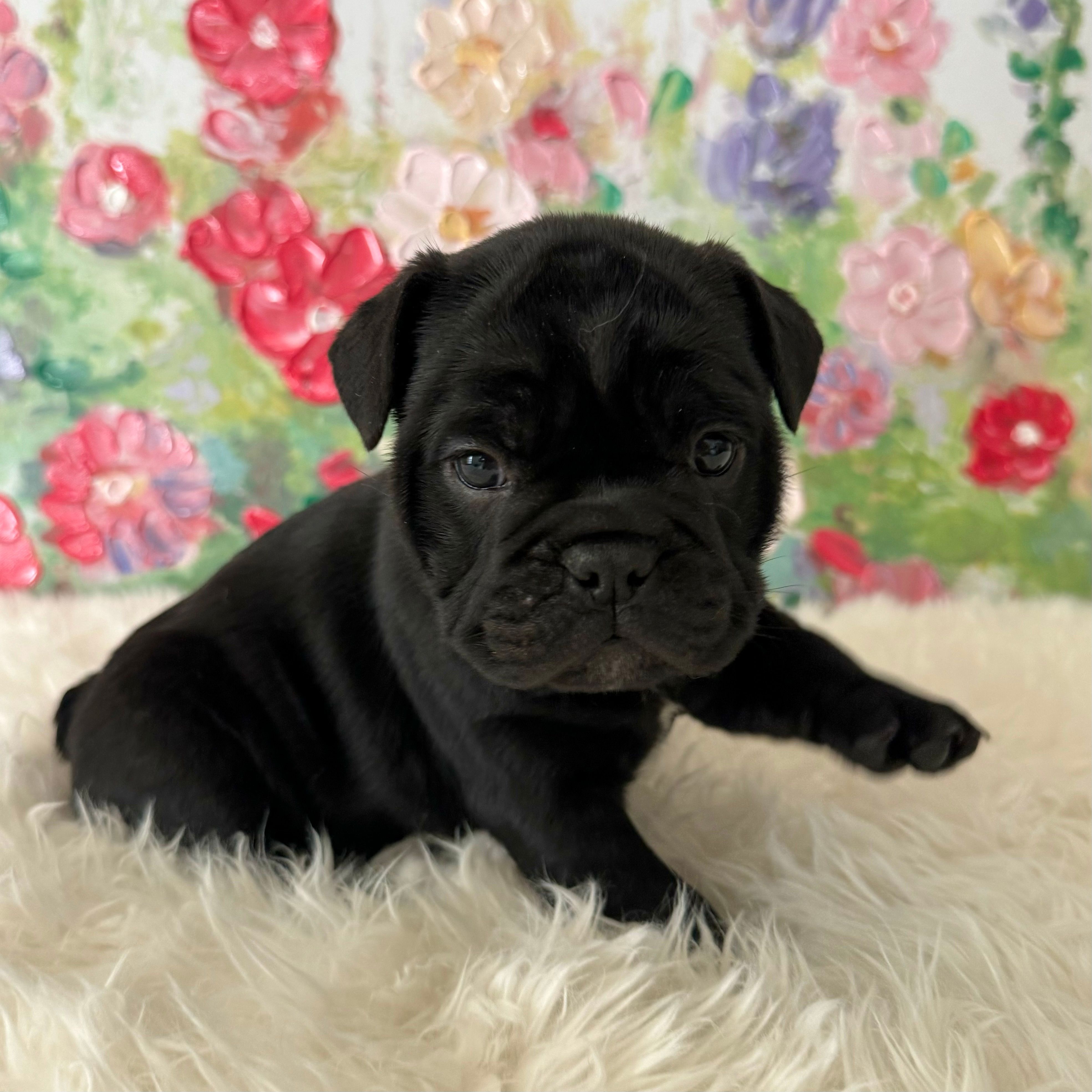 Female, Black Full Suit