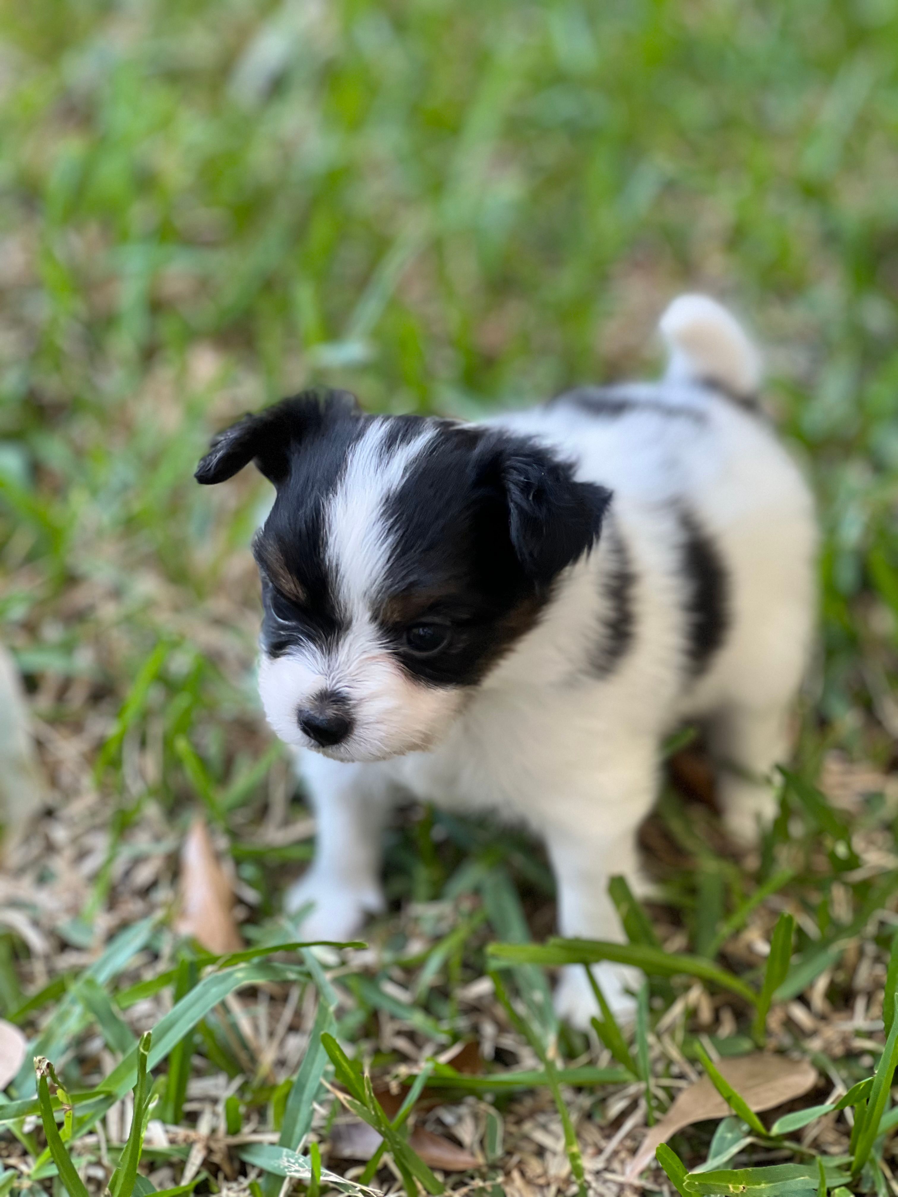 AKC Bella – Papillon puppy for sale in Houston, TX